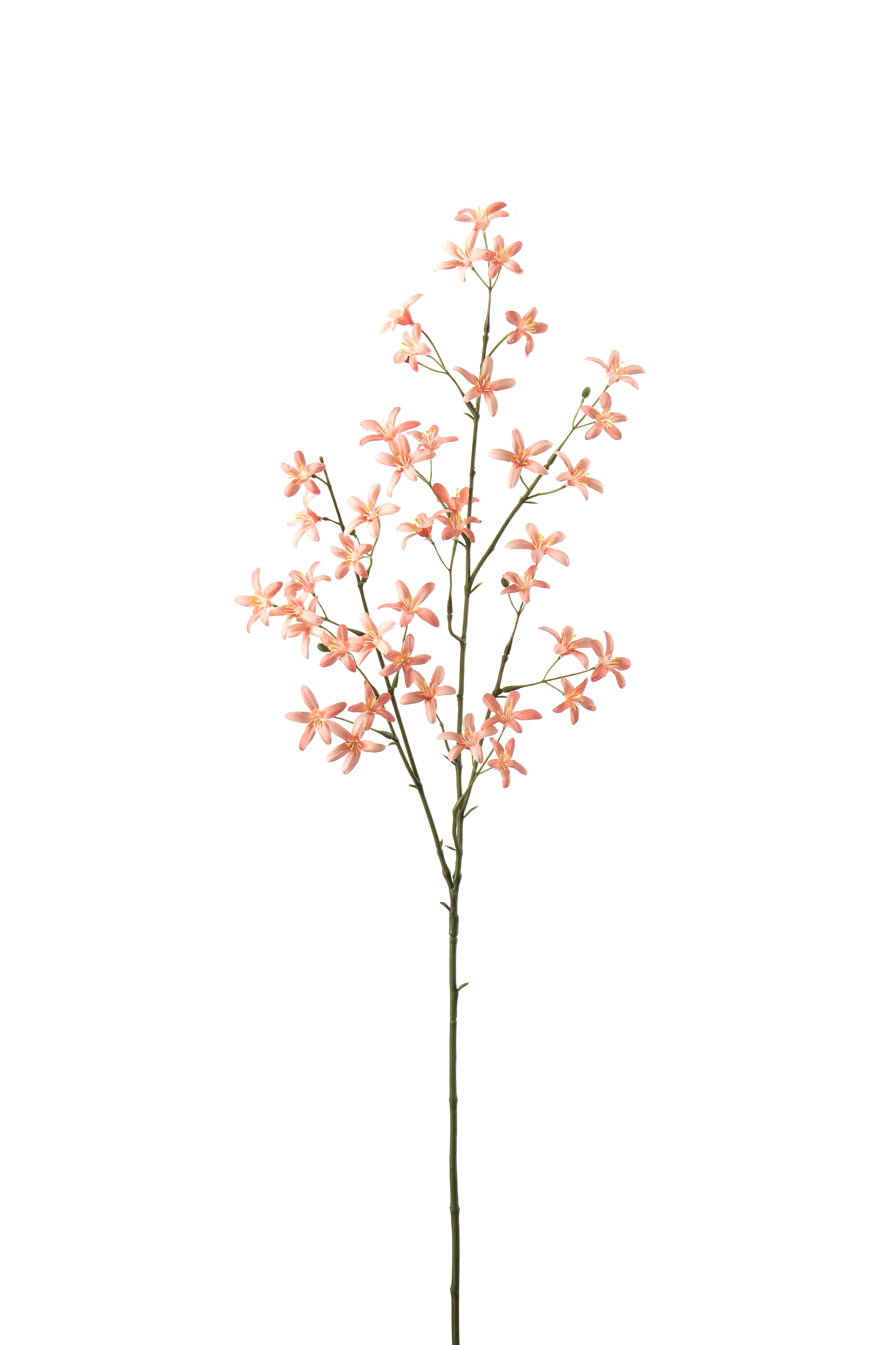 Saxifraga