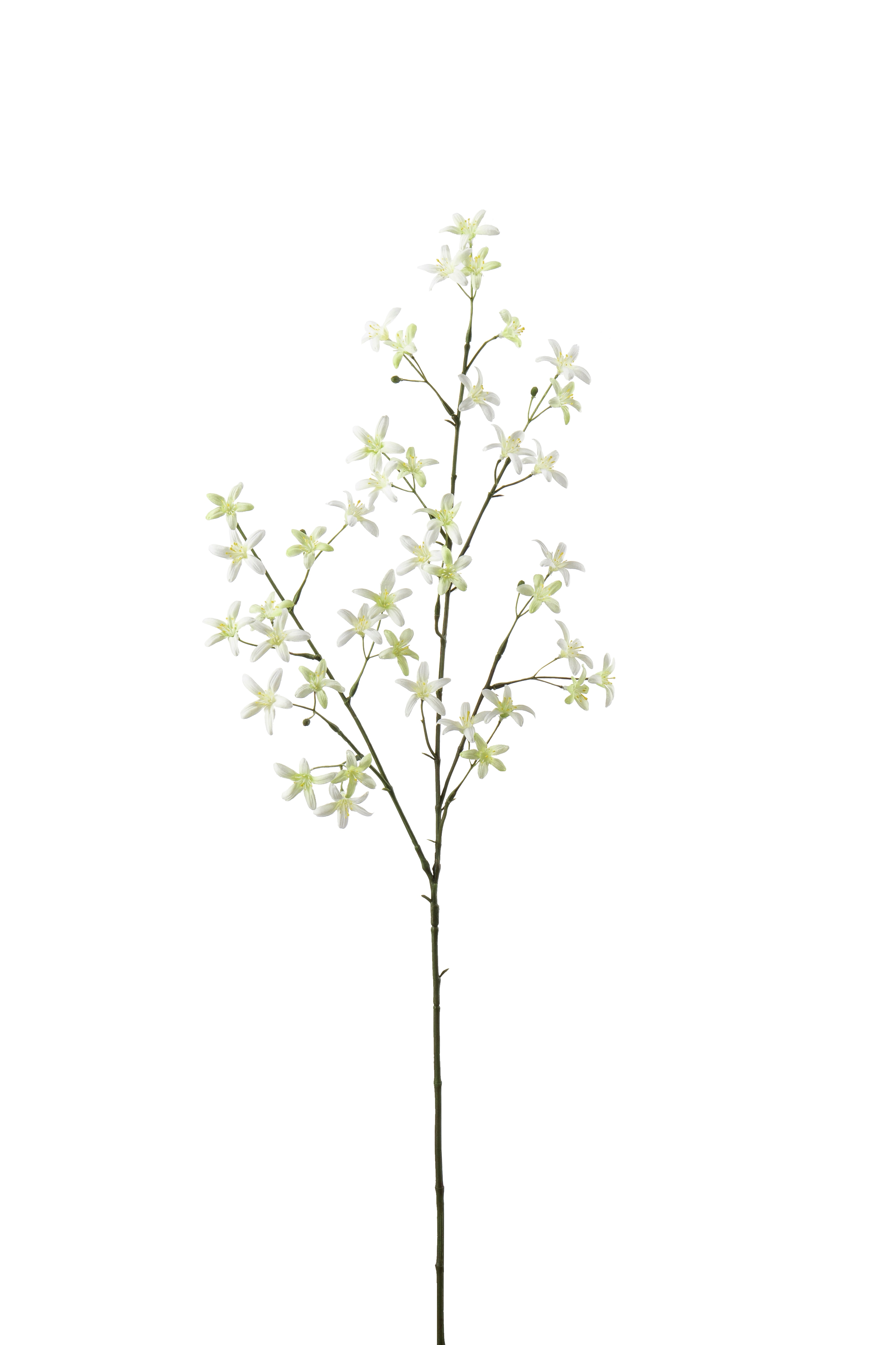 Saxifraga
