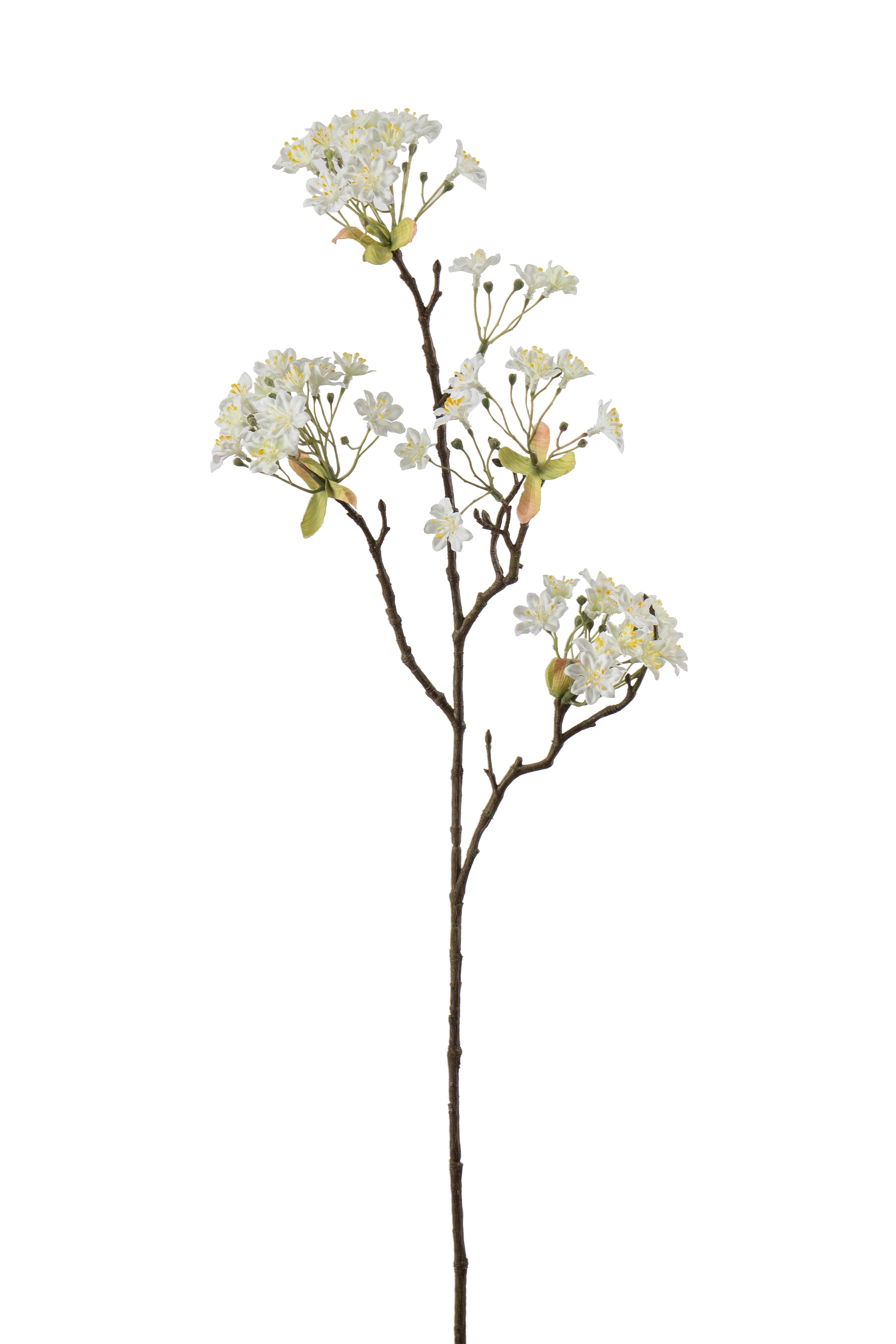 Lönnblomma