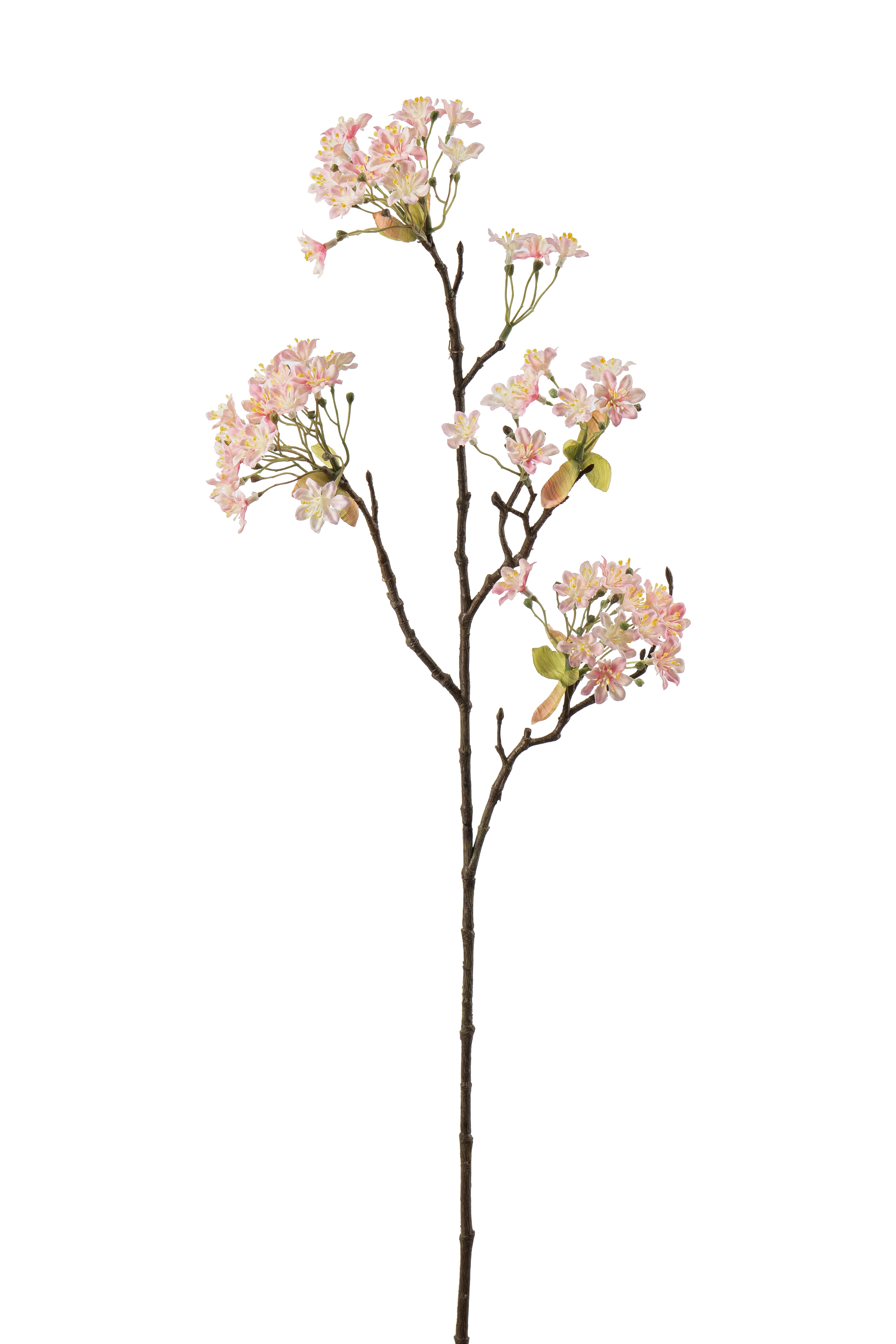 Lönnblomma