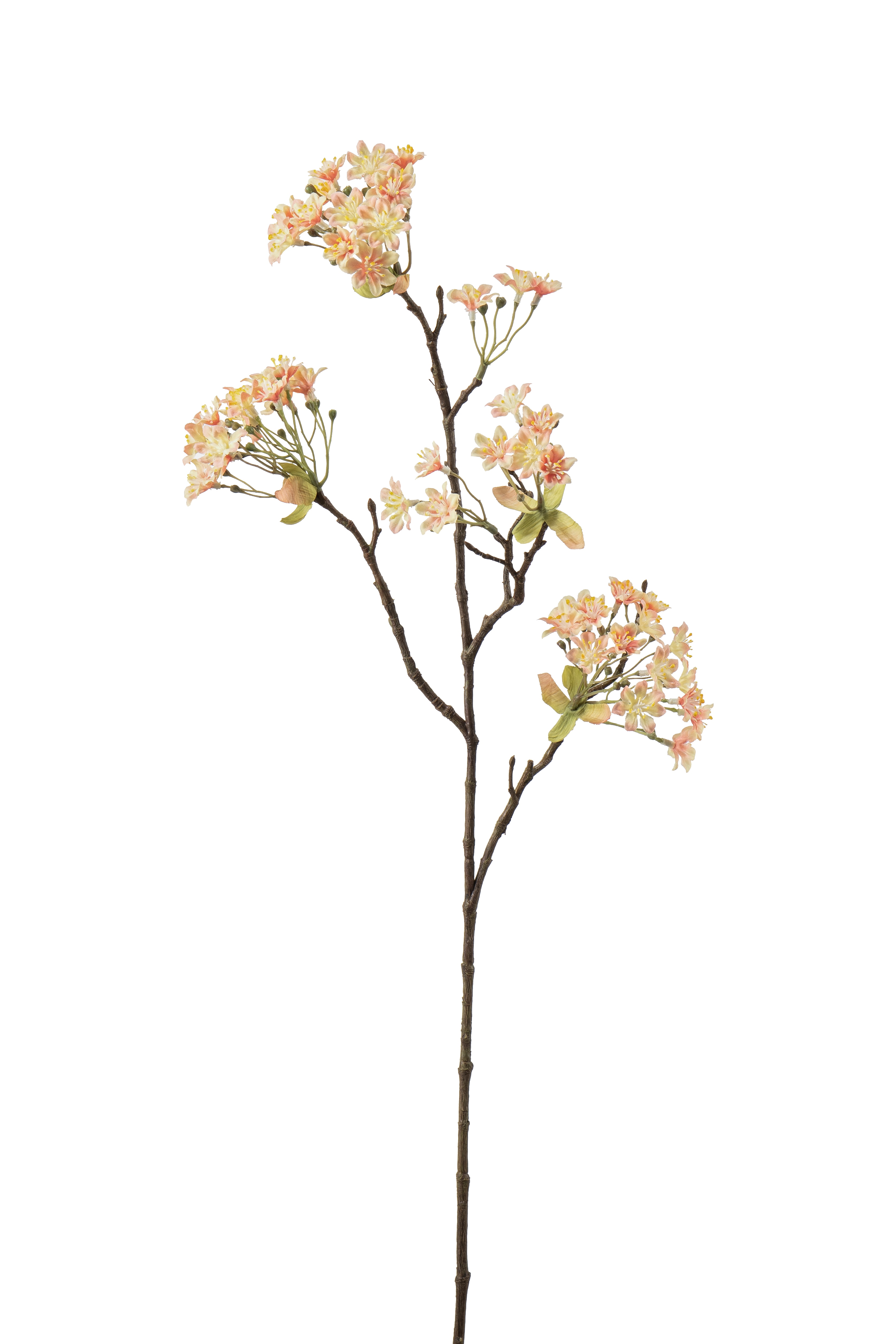 Lönnblomma