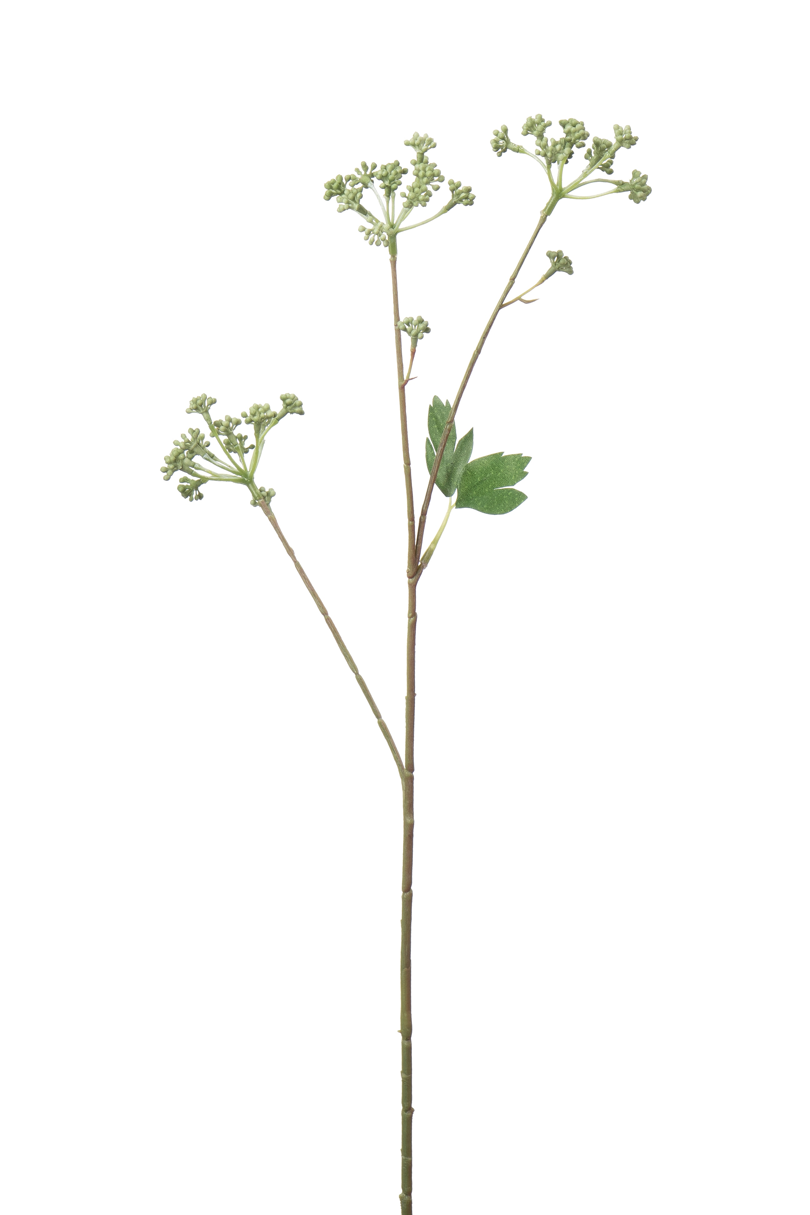 Angelica