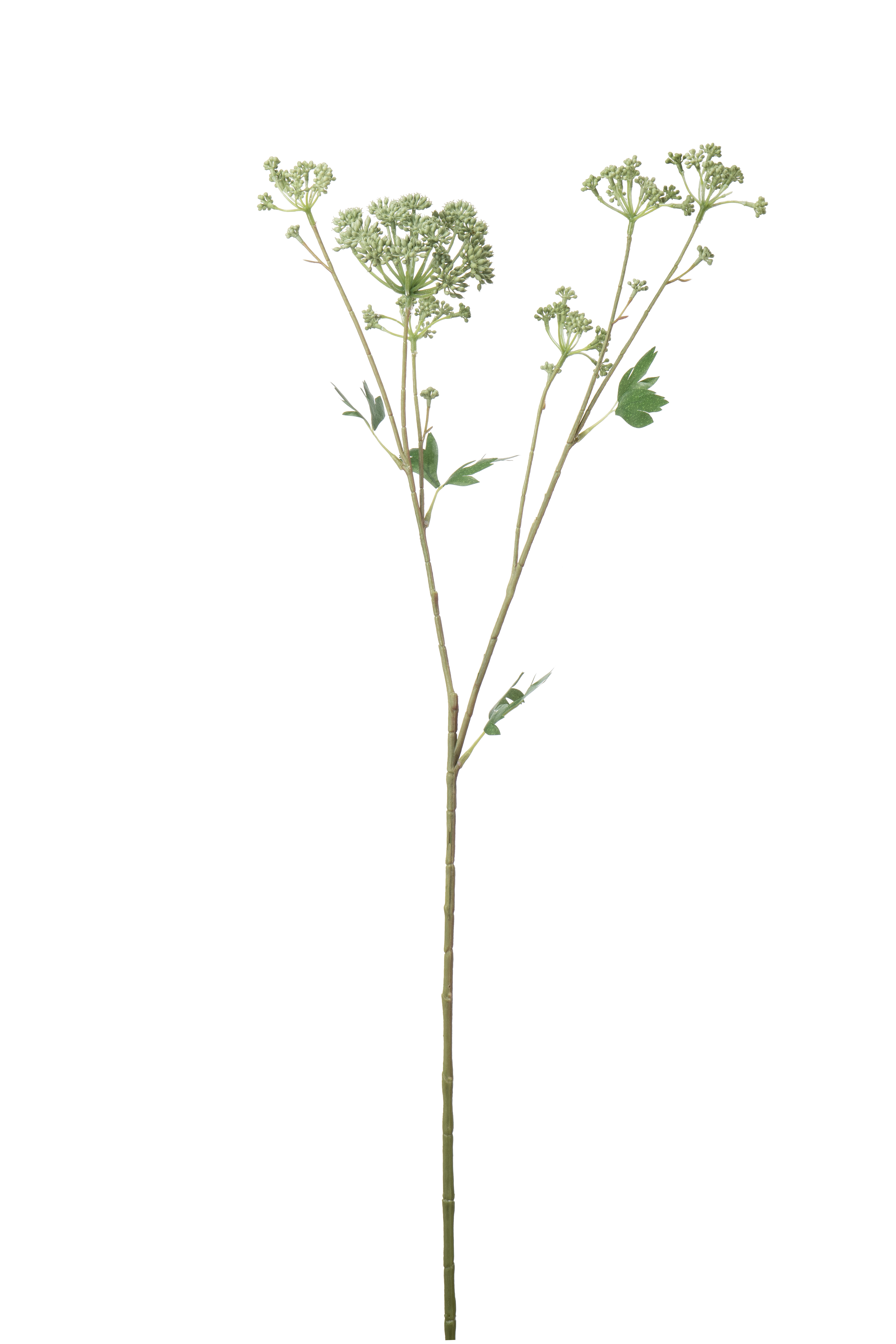 Angelica
