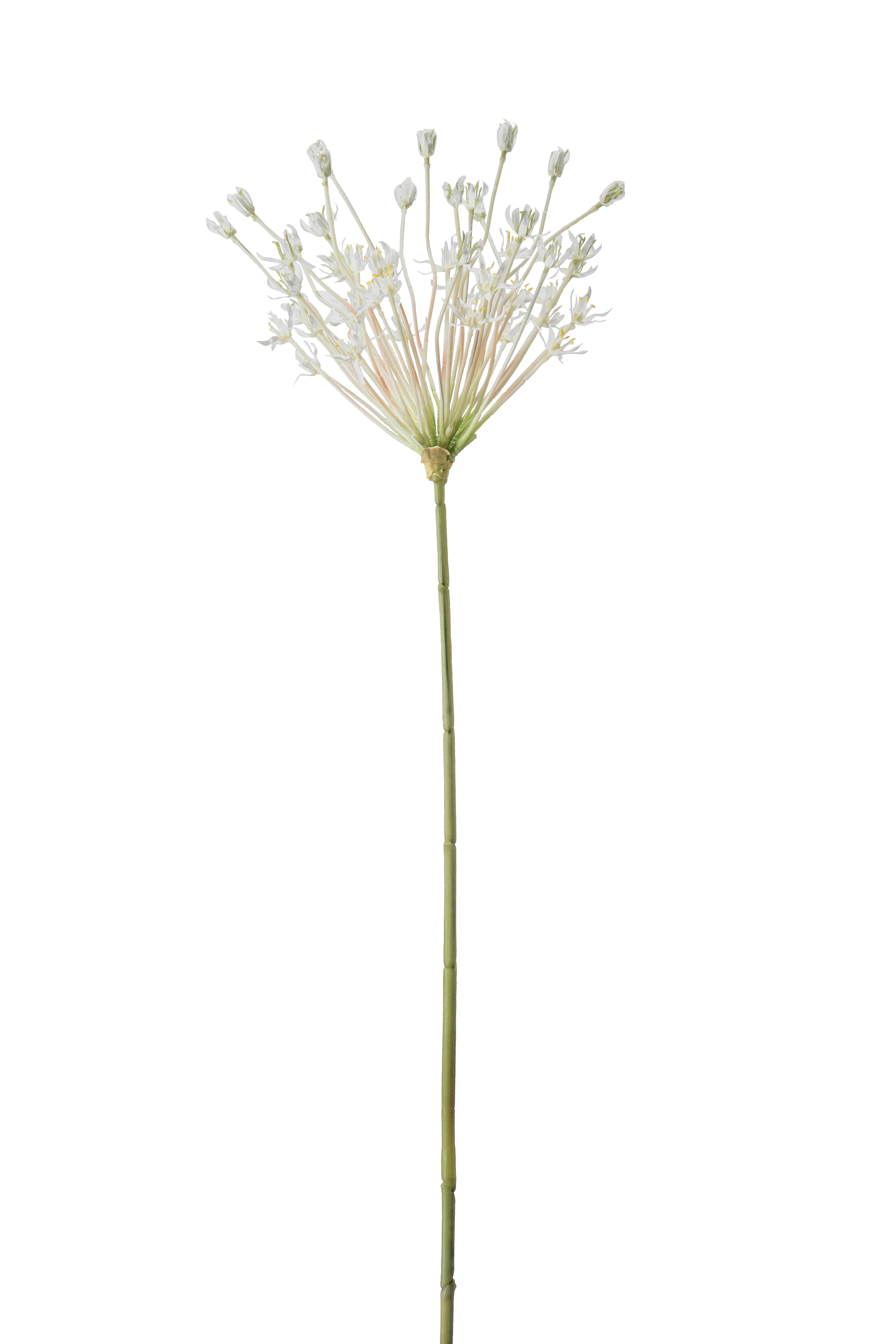 Allium