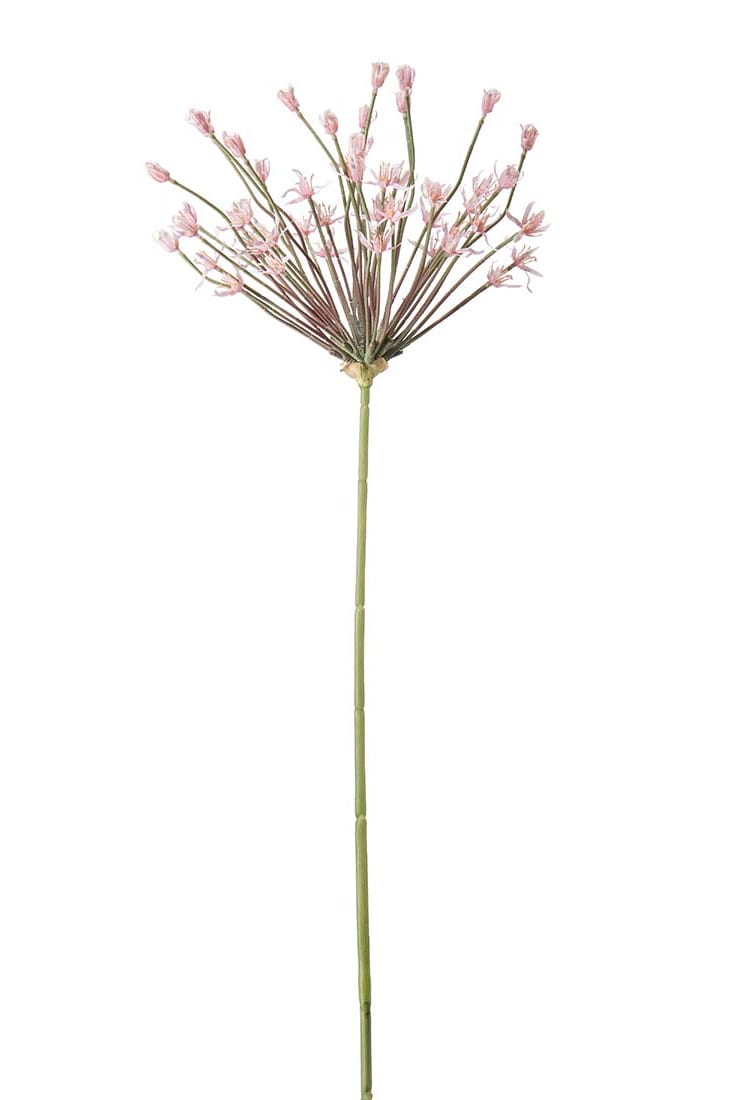 Allium