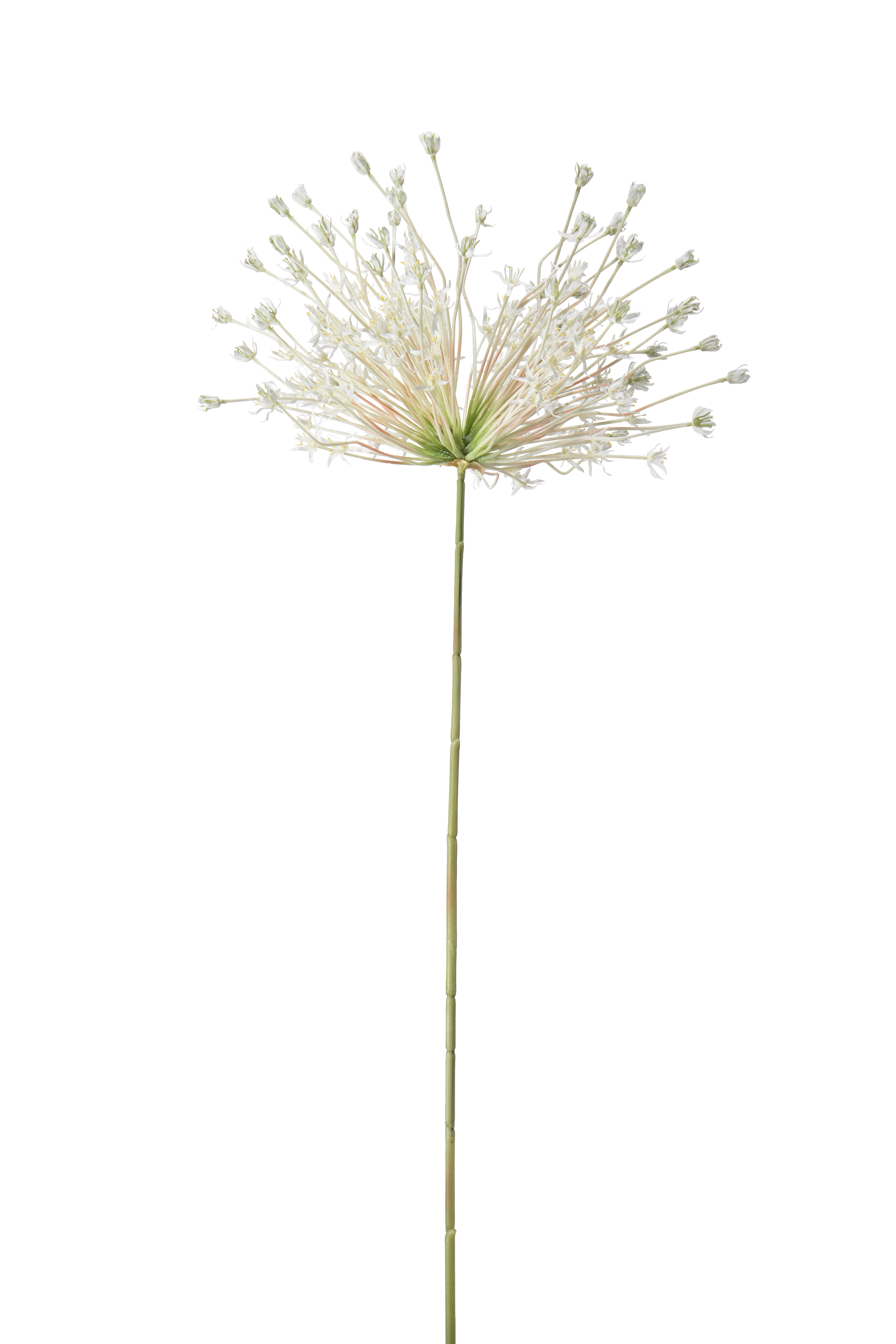 Allium