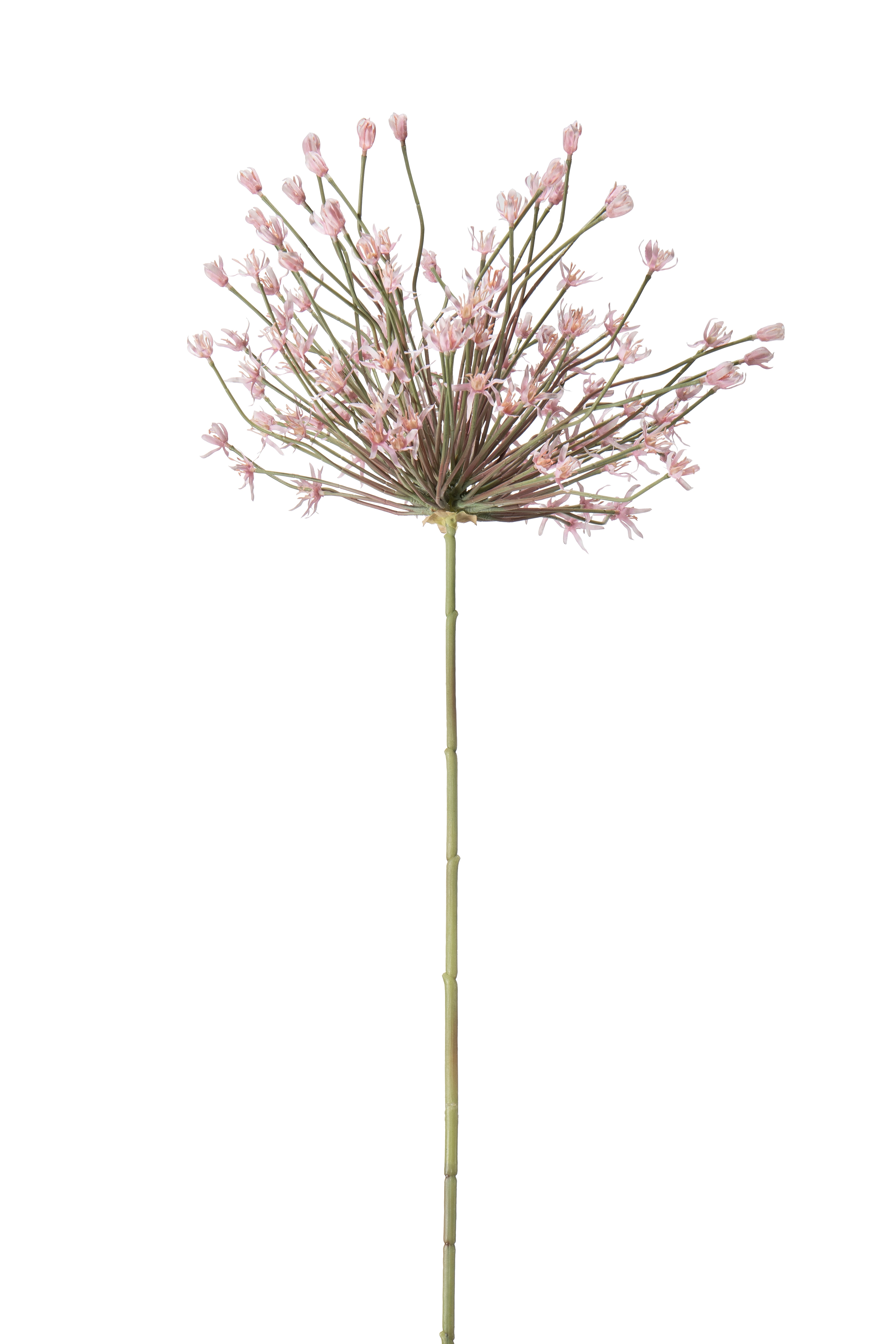 Allium