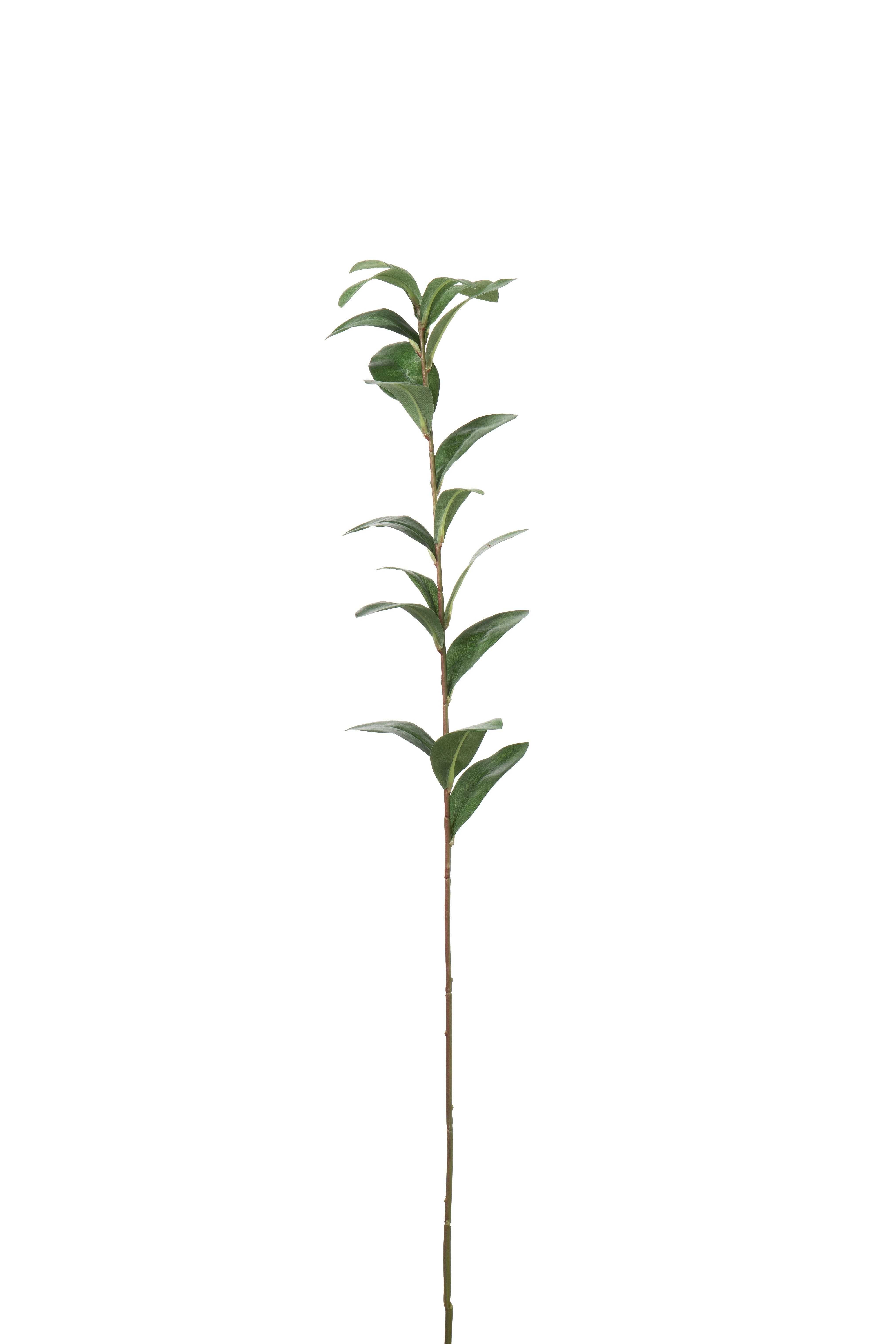 Ruscus
