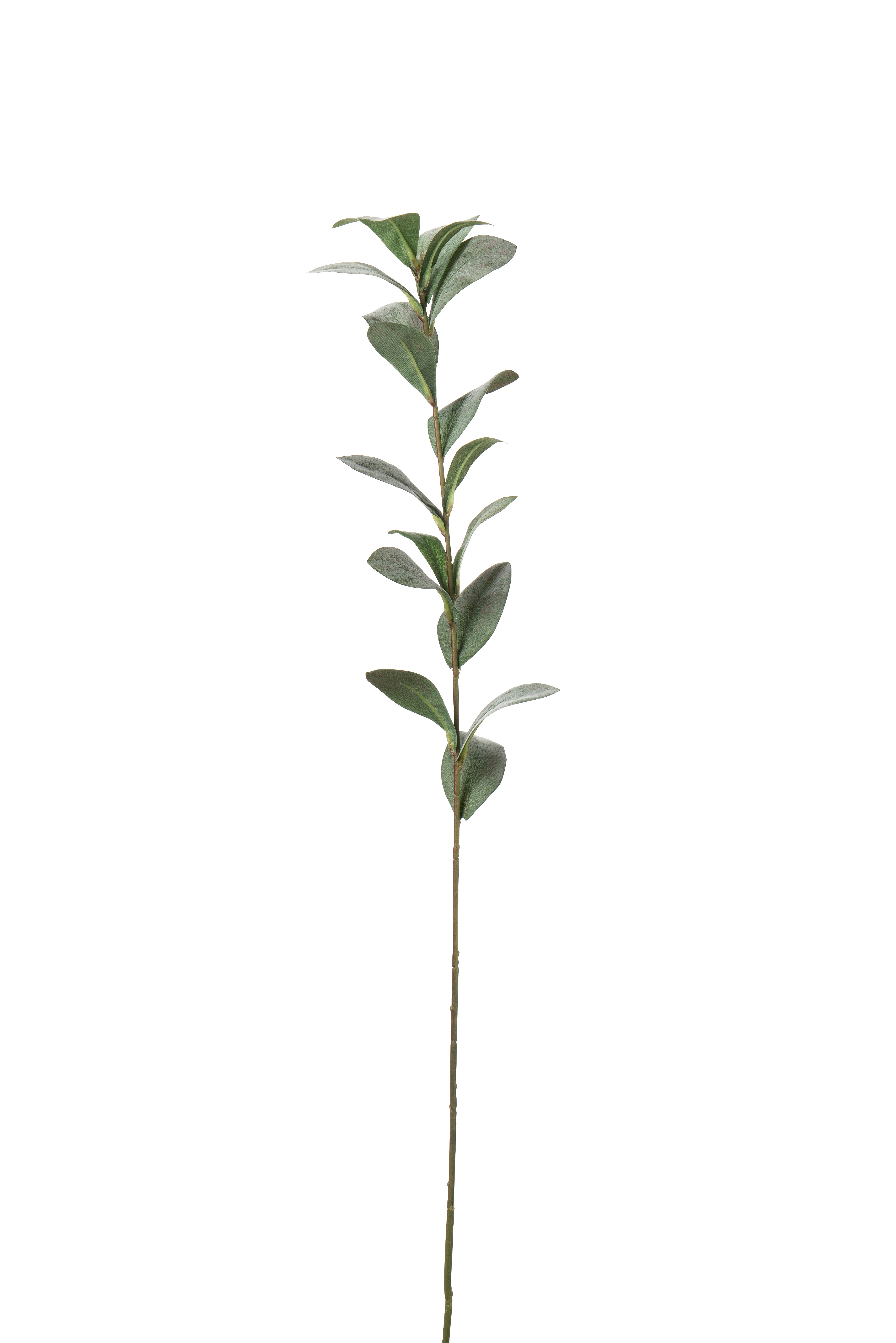 Ruscus