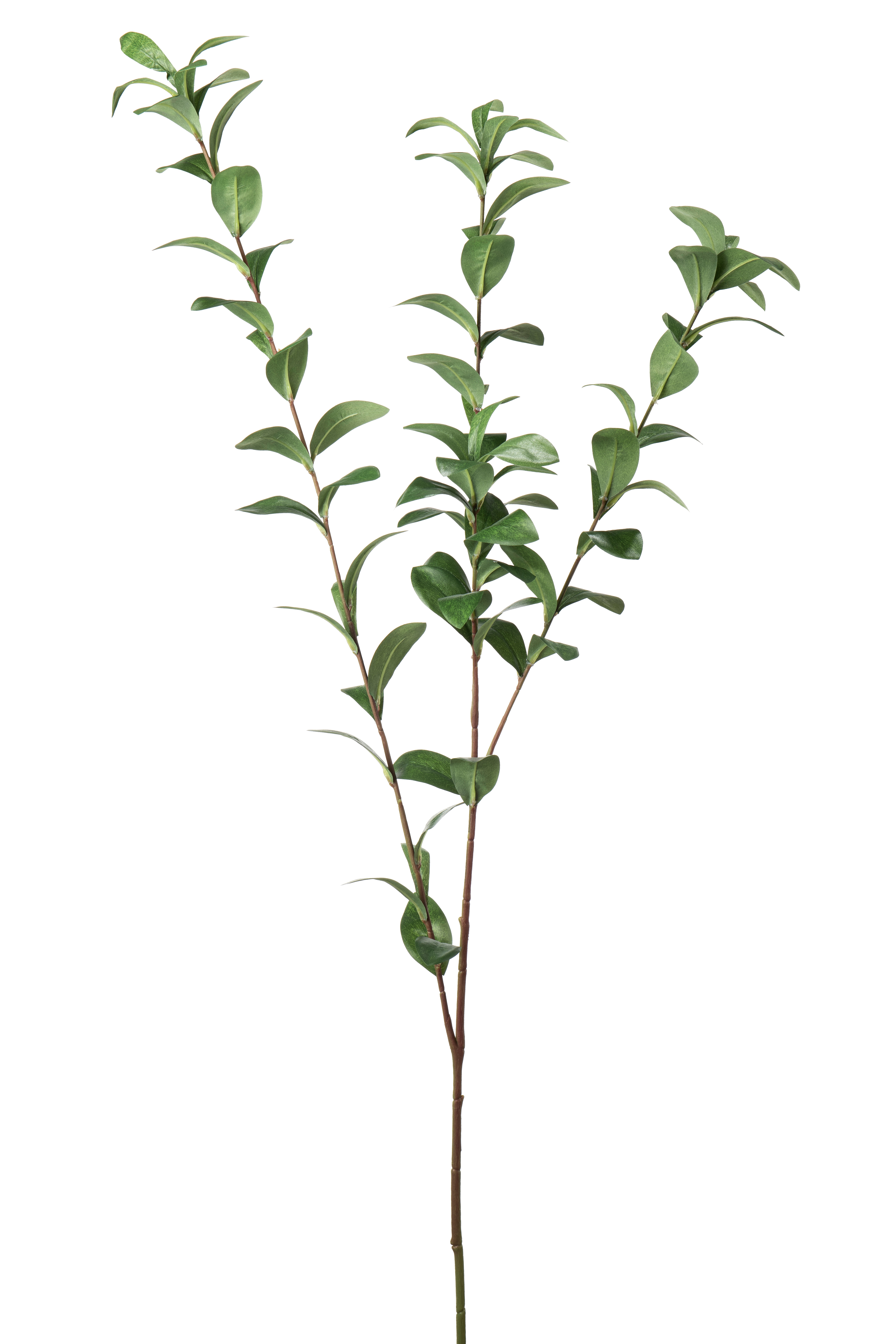 Ruscus