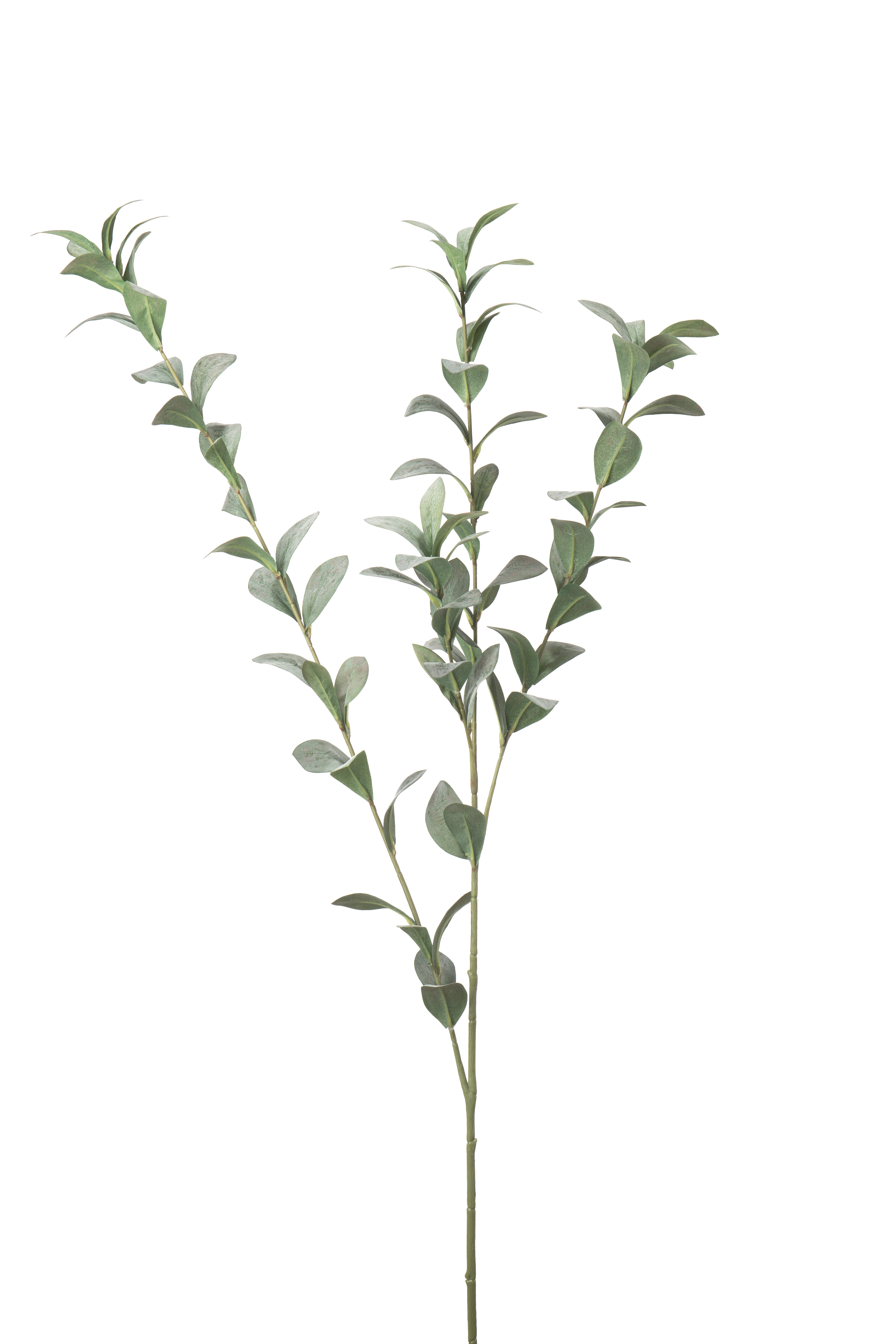 Ruscus