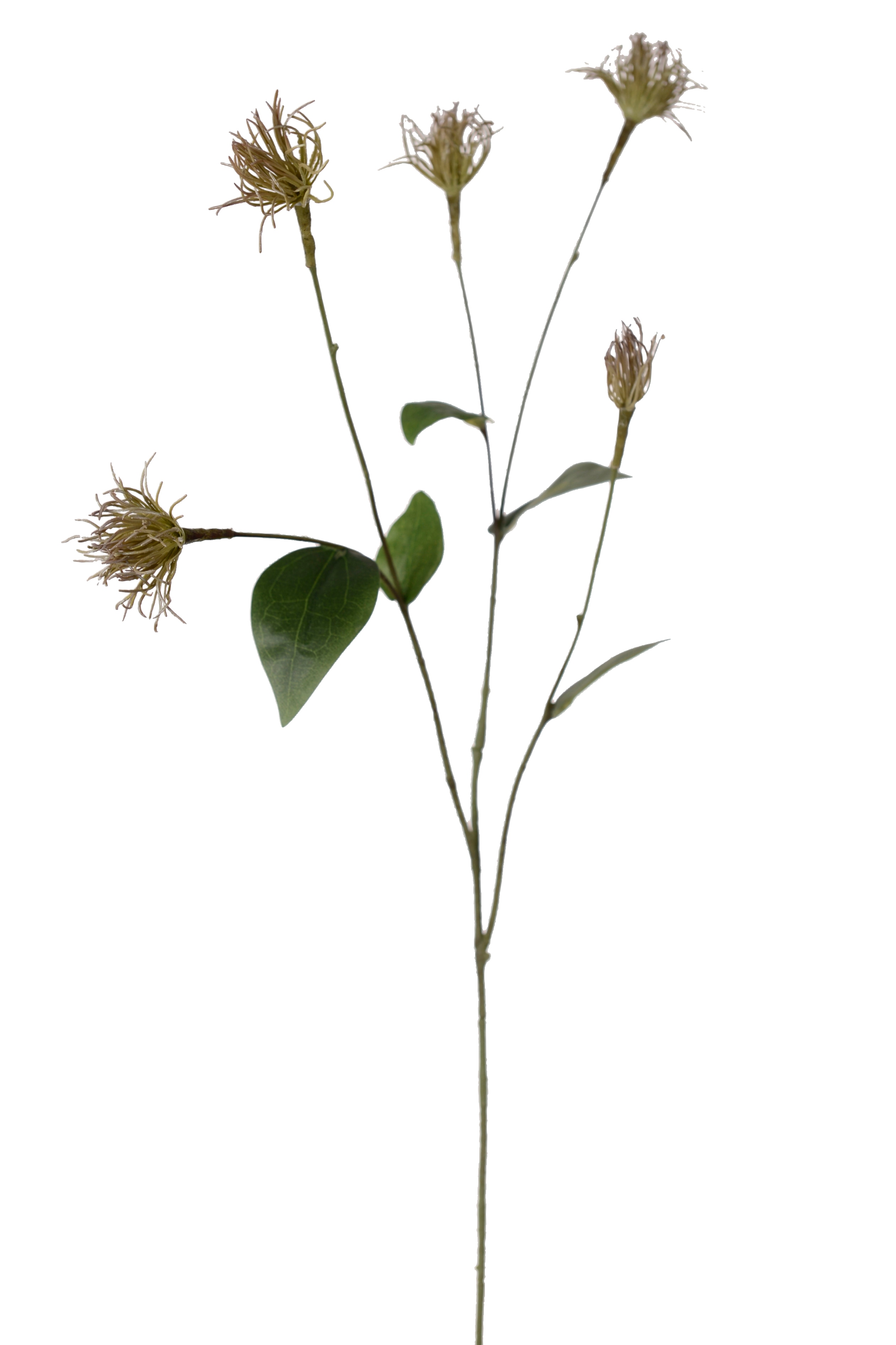 Clematis