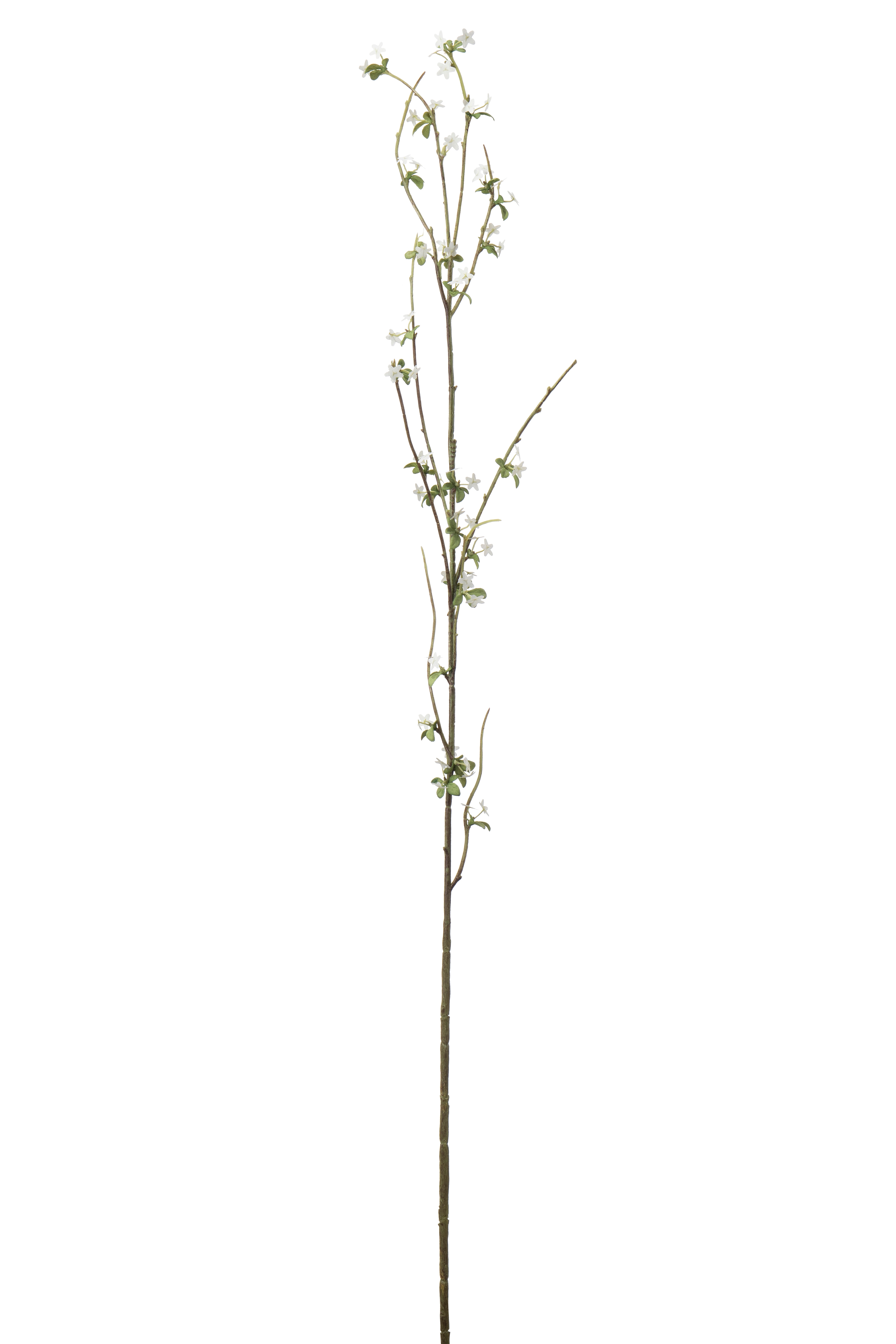 Blomkvist