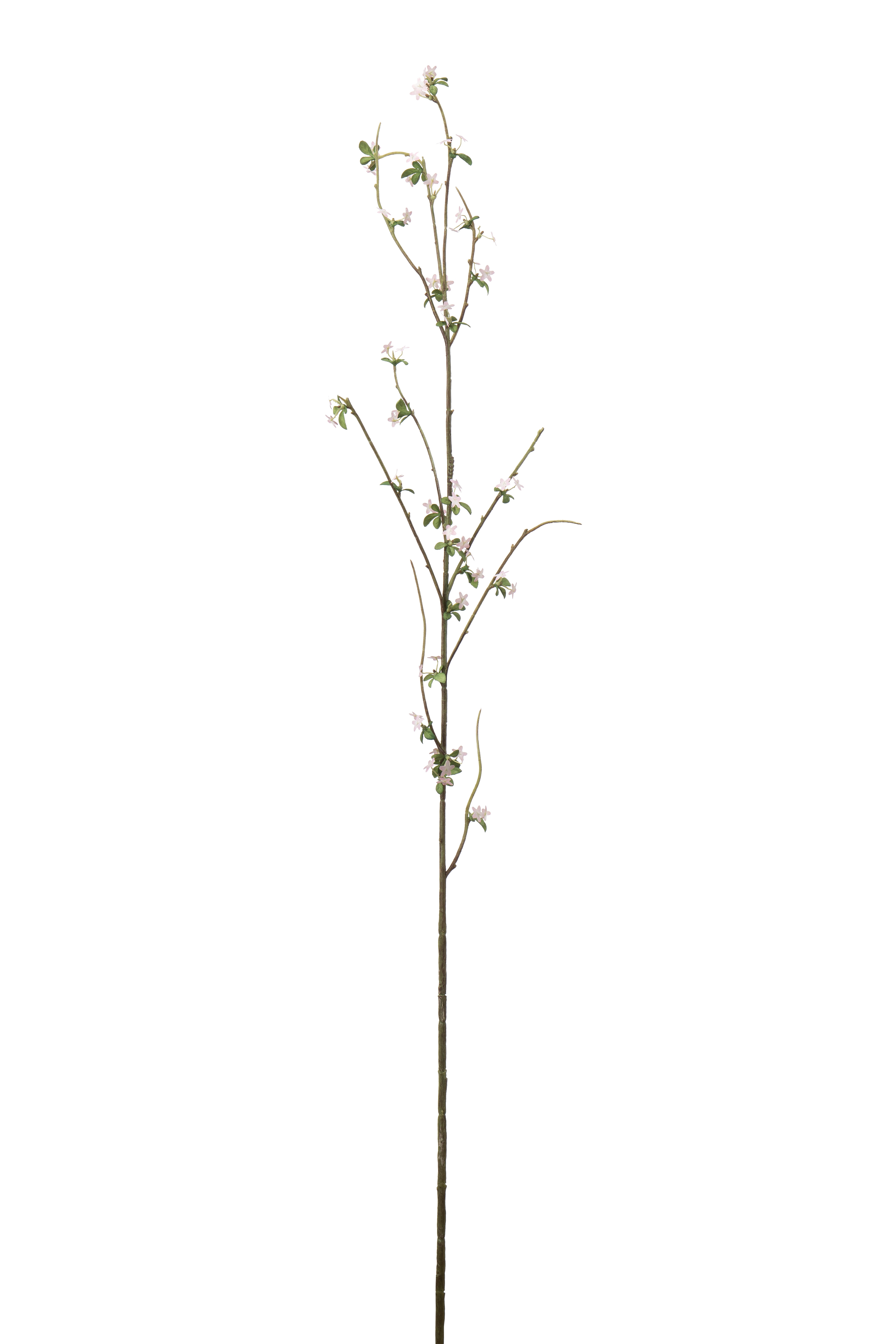 Blomkvist