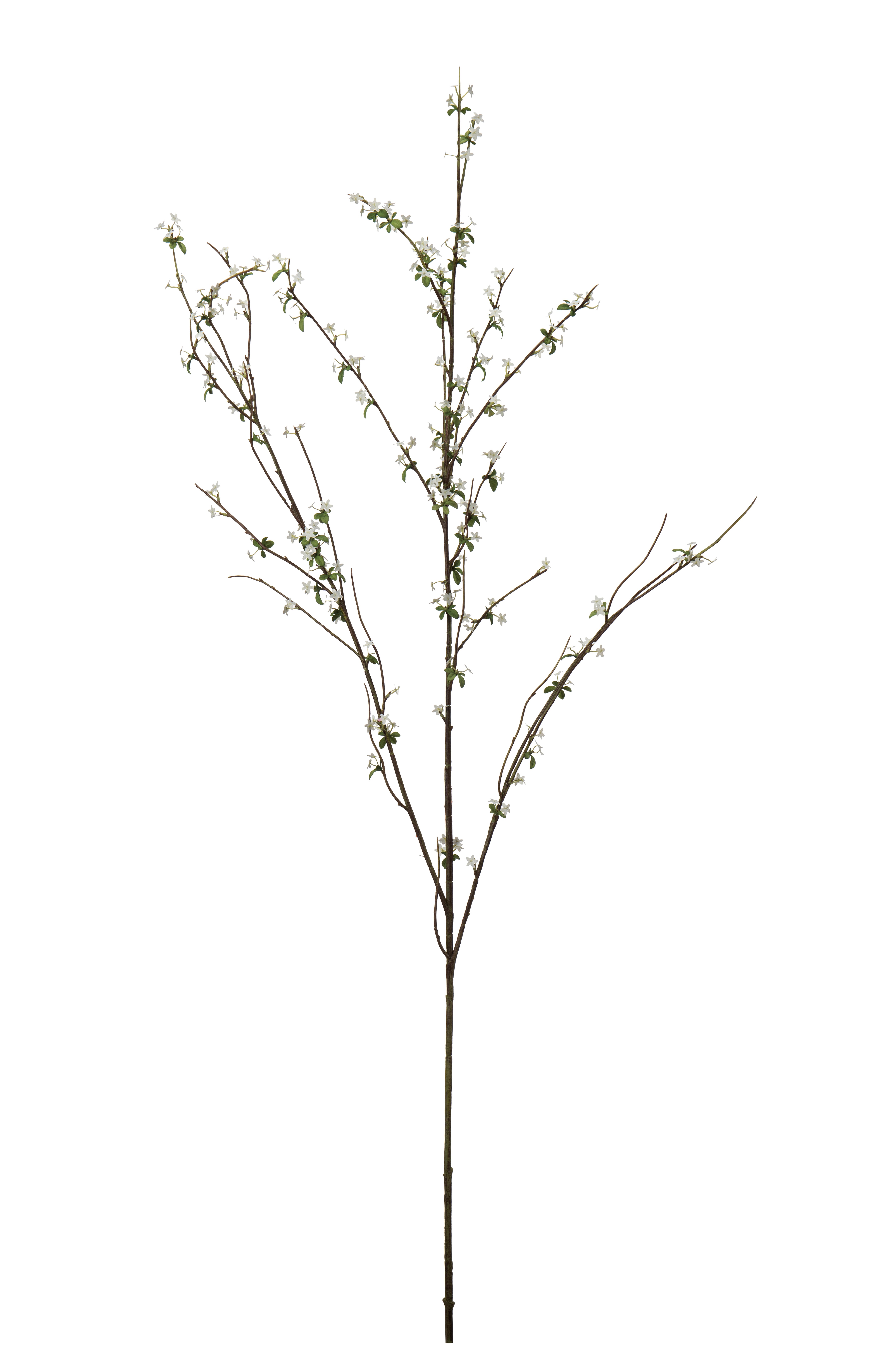 Blomkvist