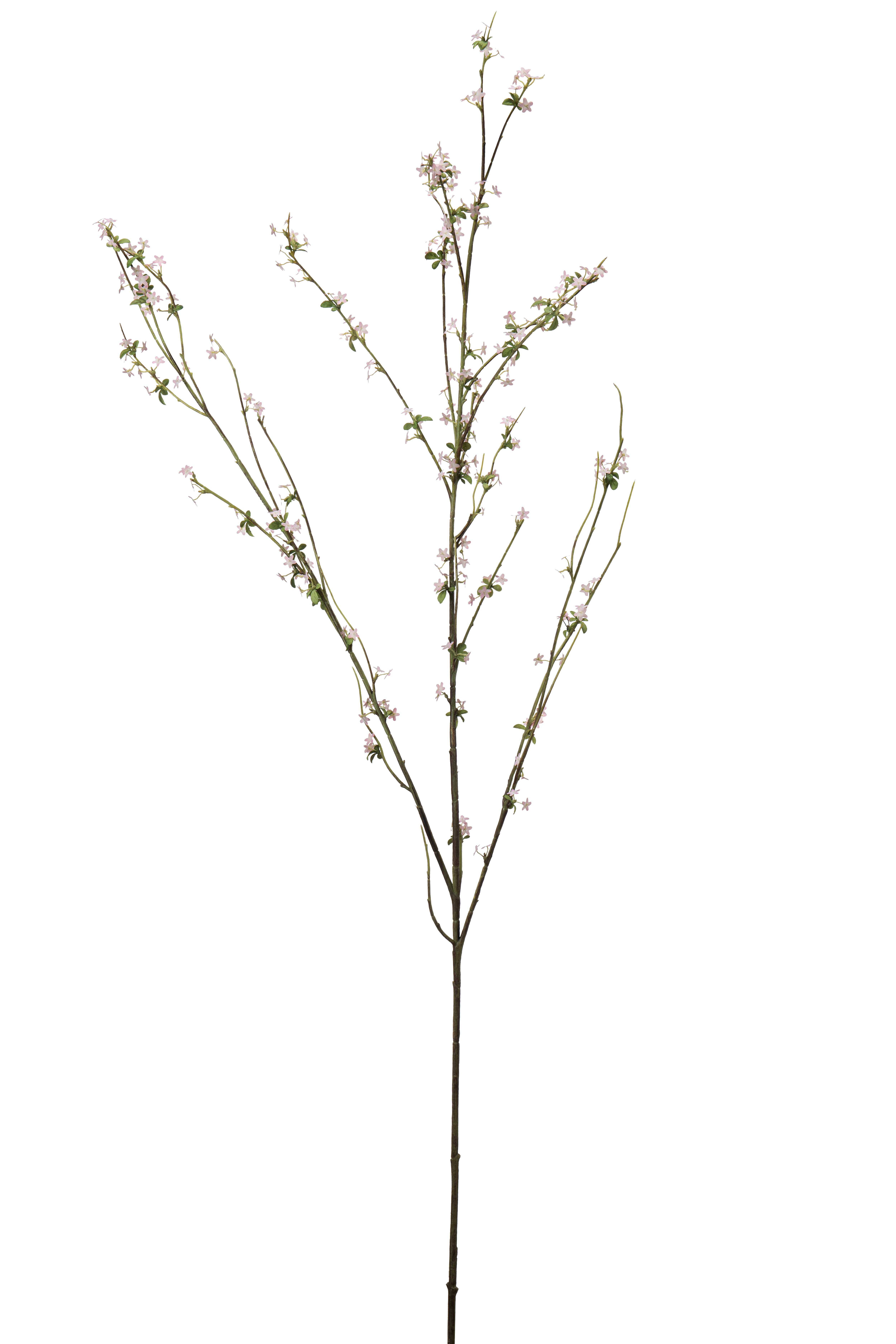 Blomkvist