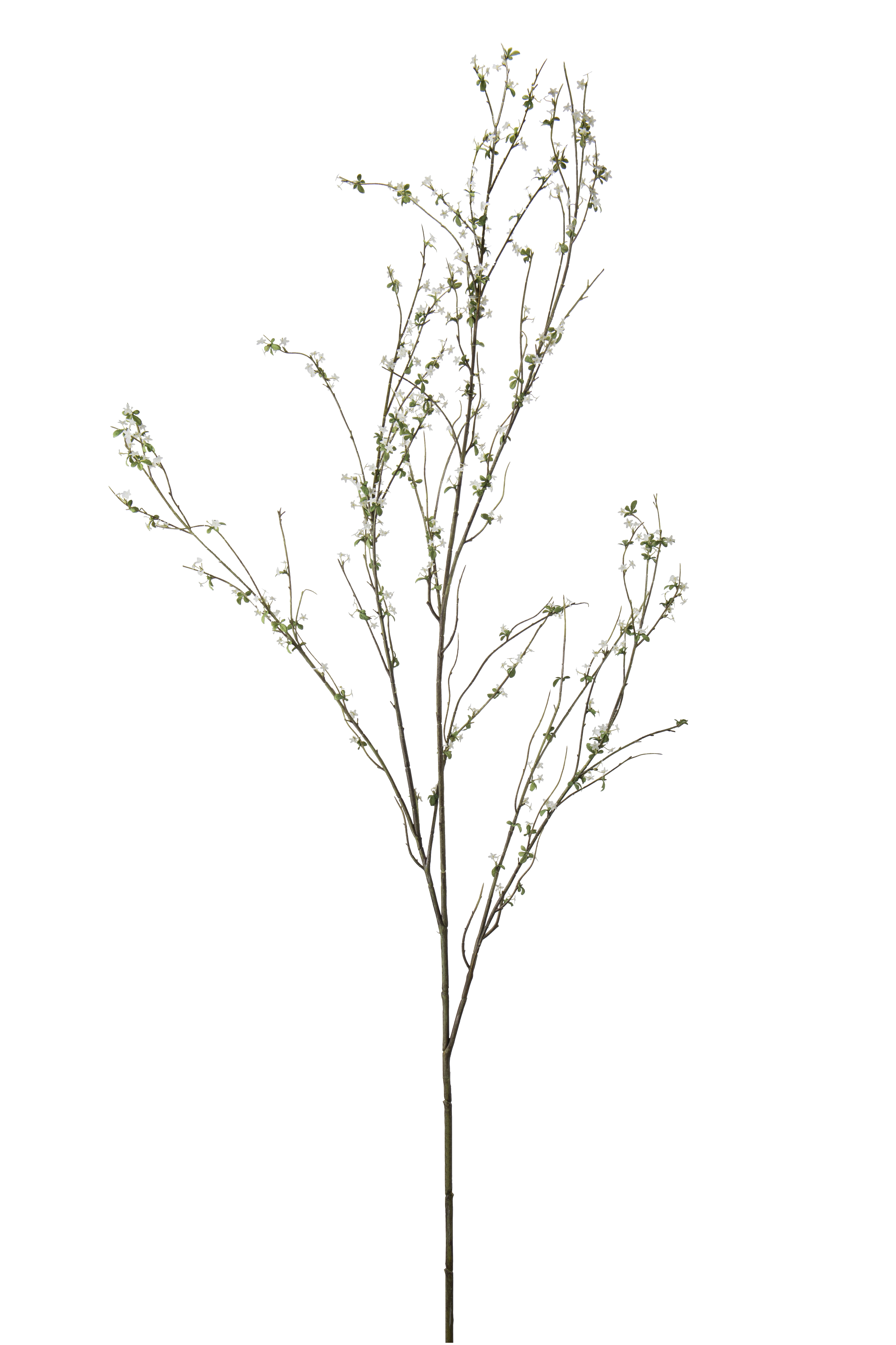 Blomkvist
