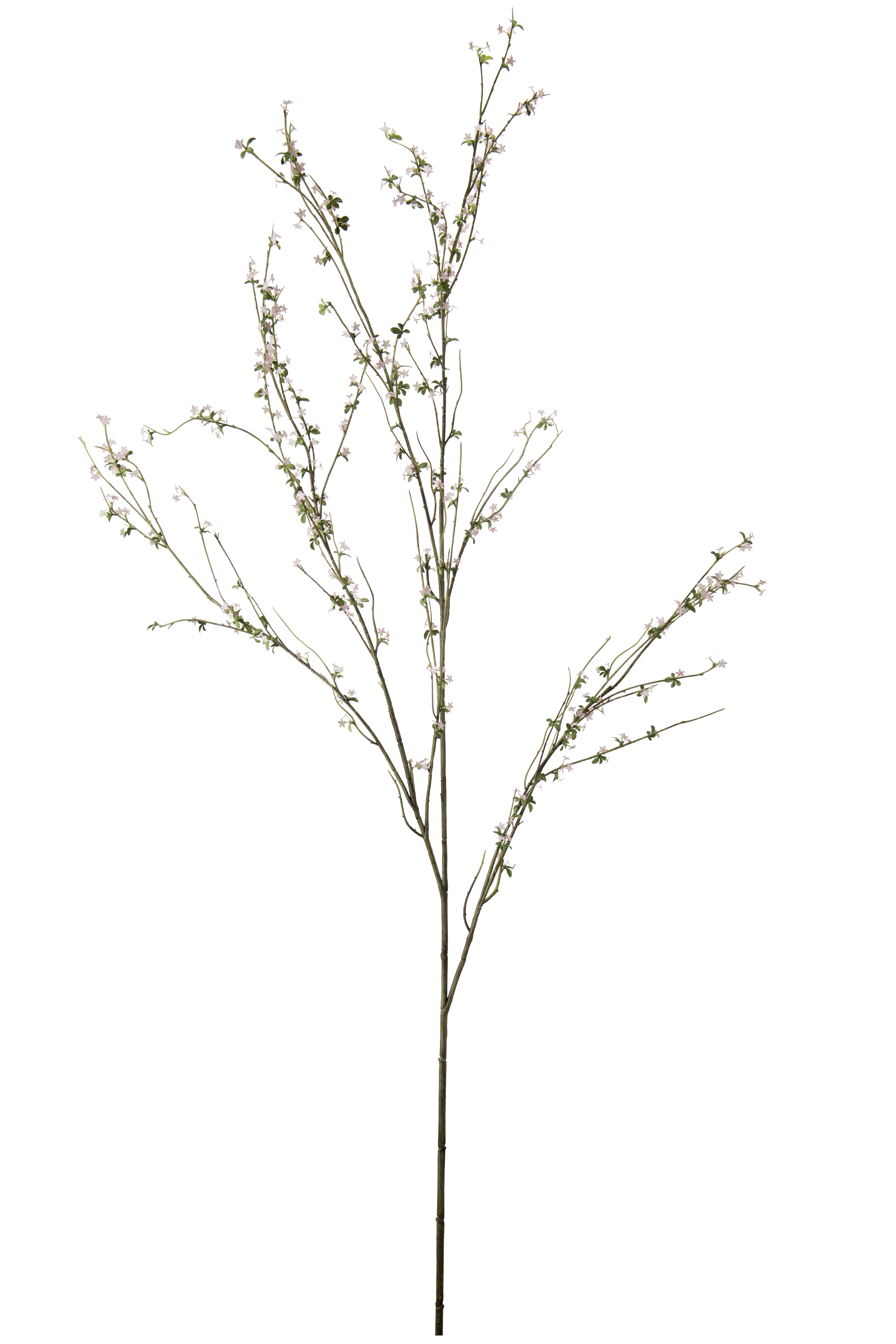 Blomkvist