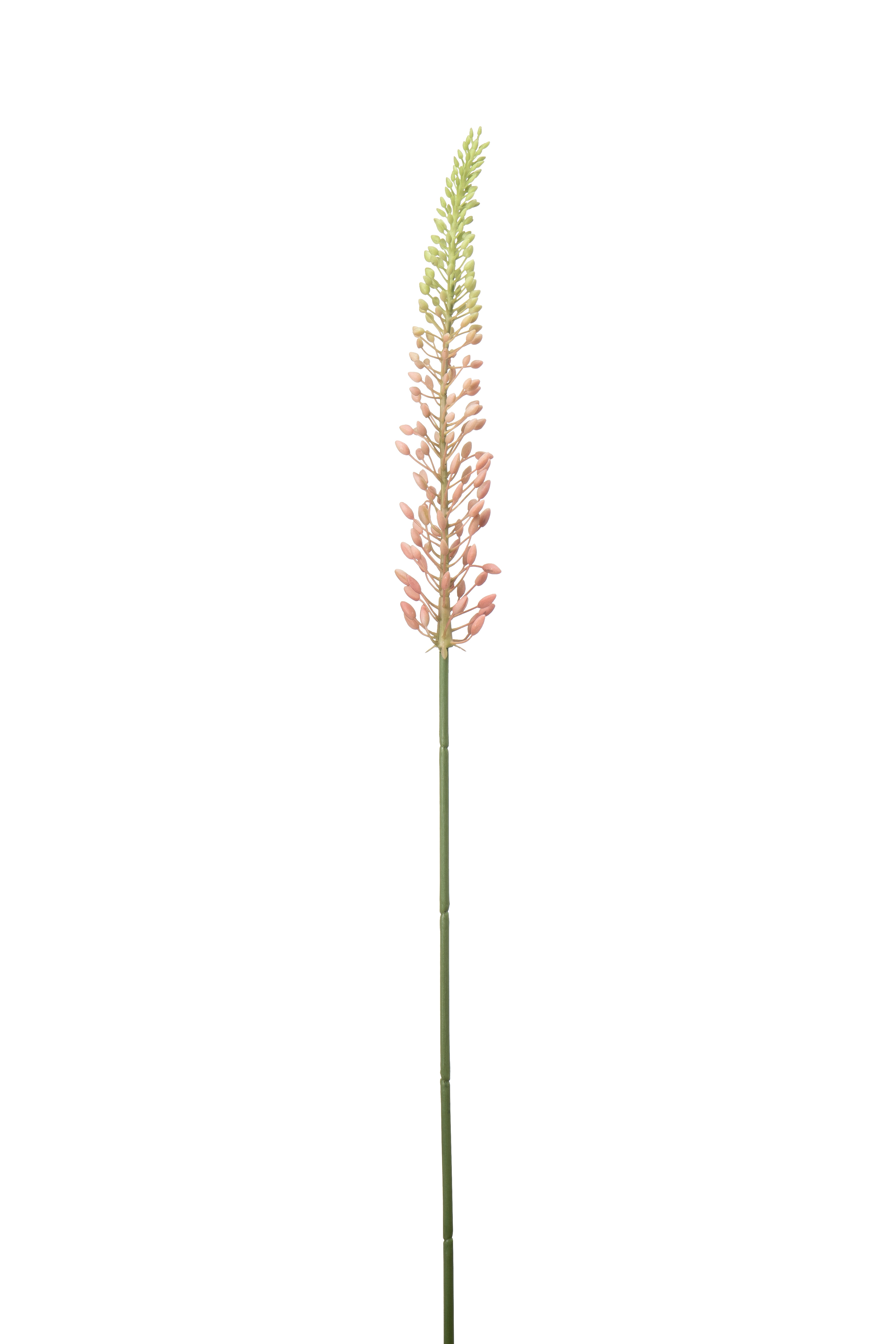 Eremurus