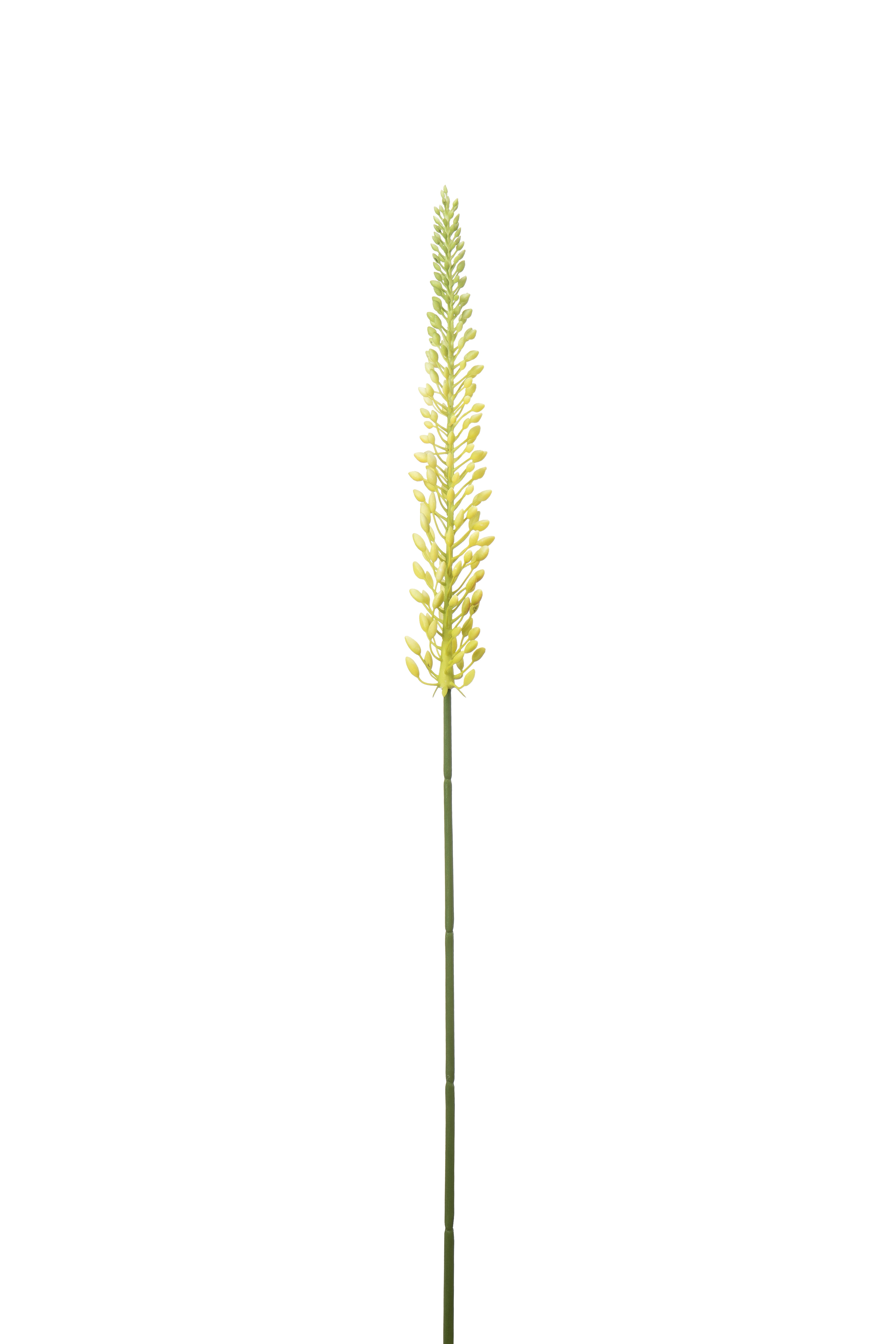 Eremurus