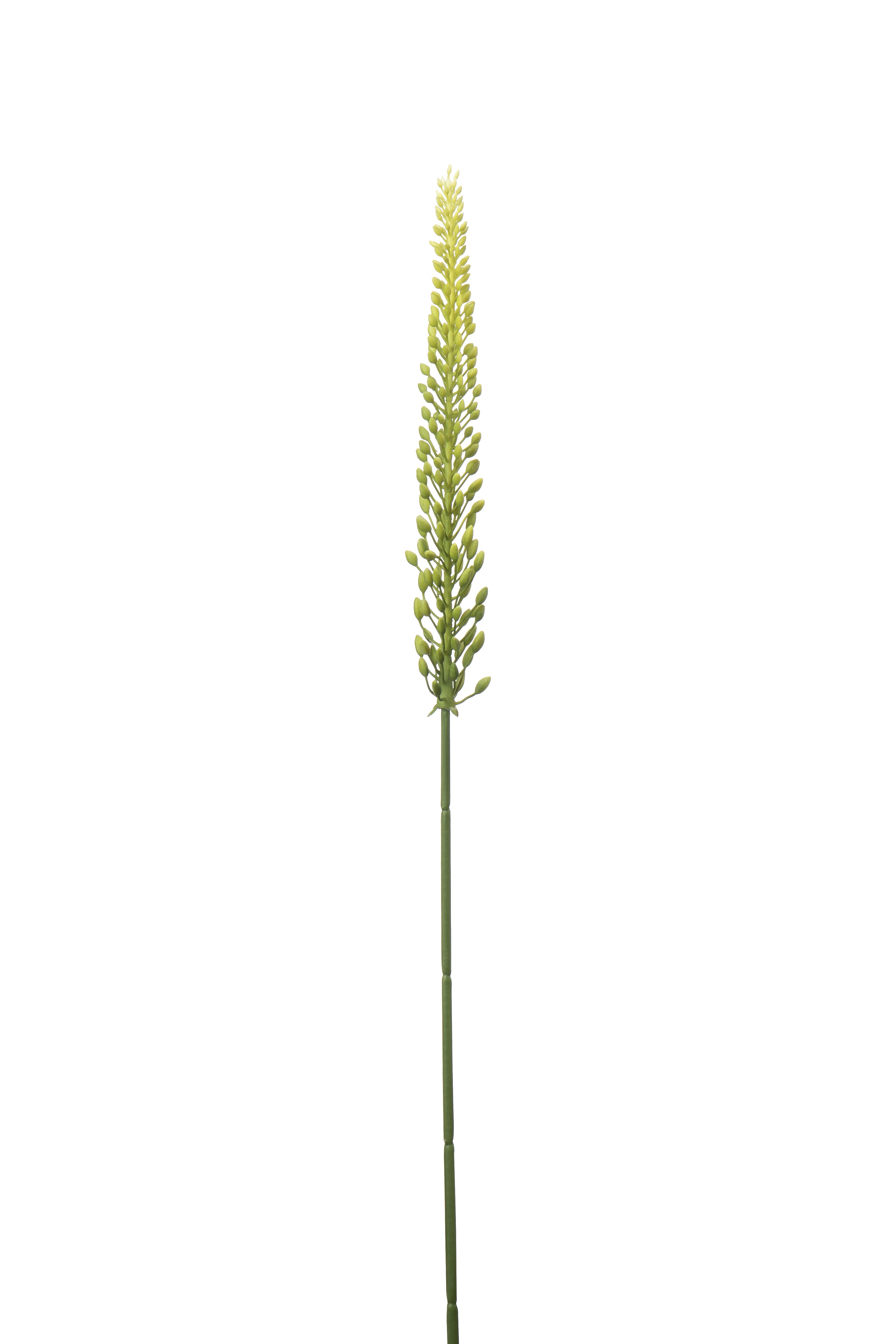 Eremurus