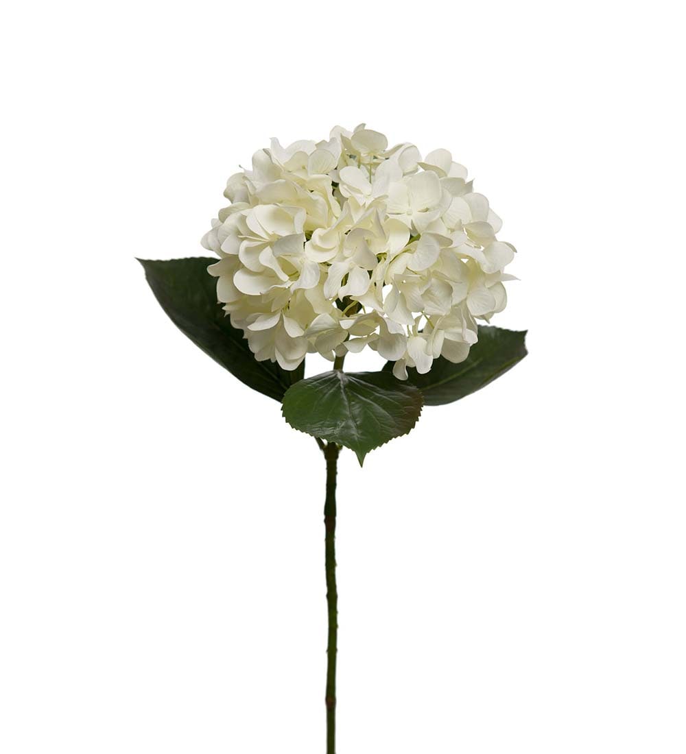 Hortensia
