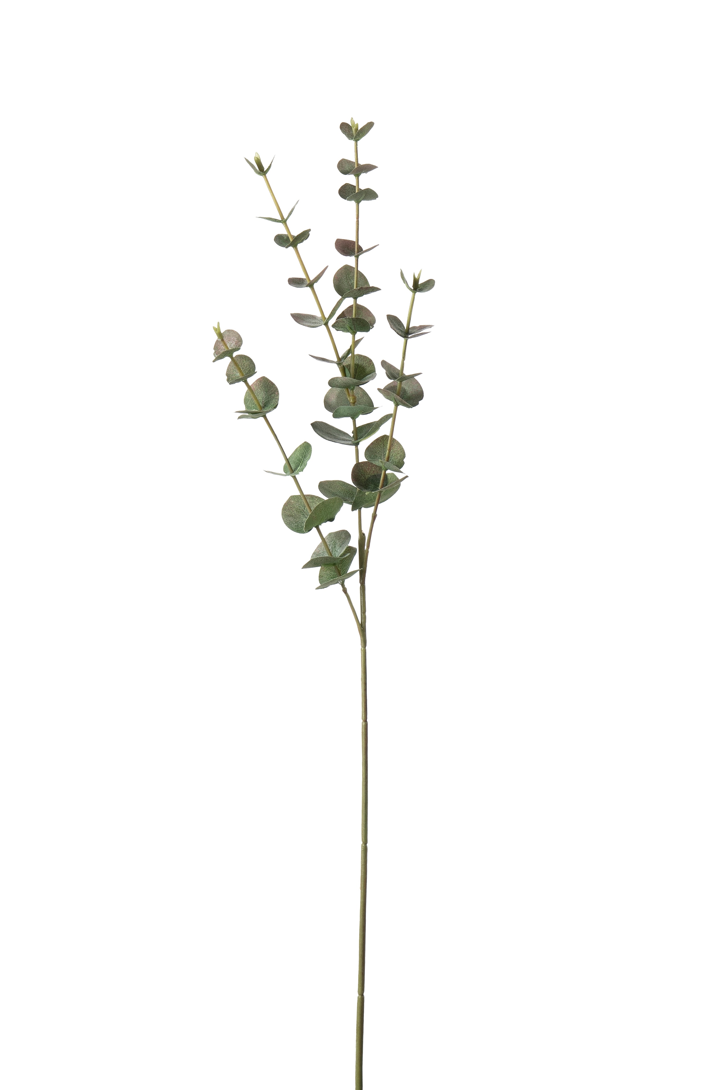 Eucalyptus