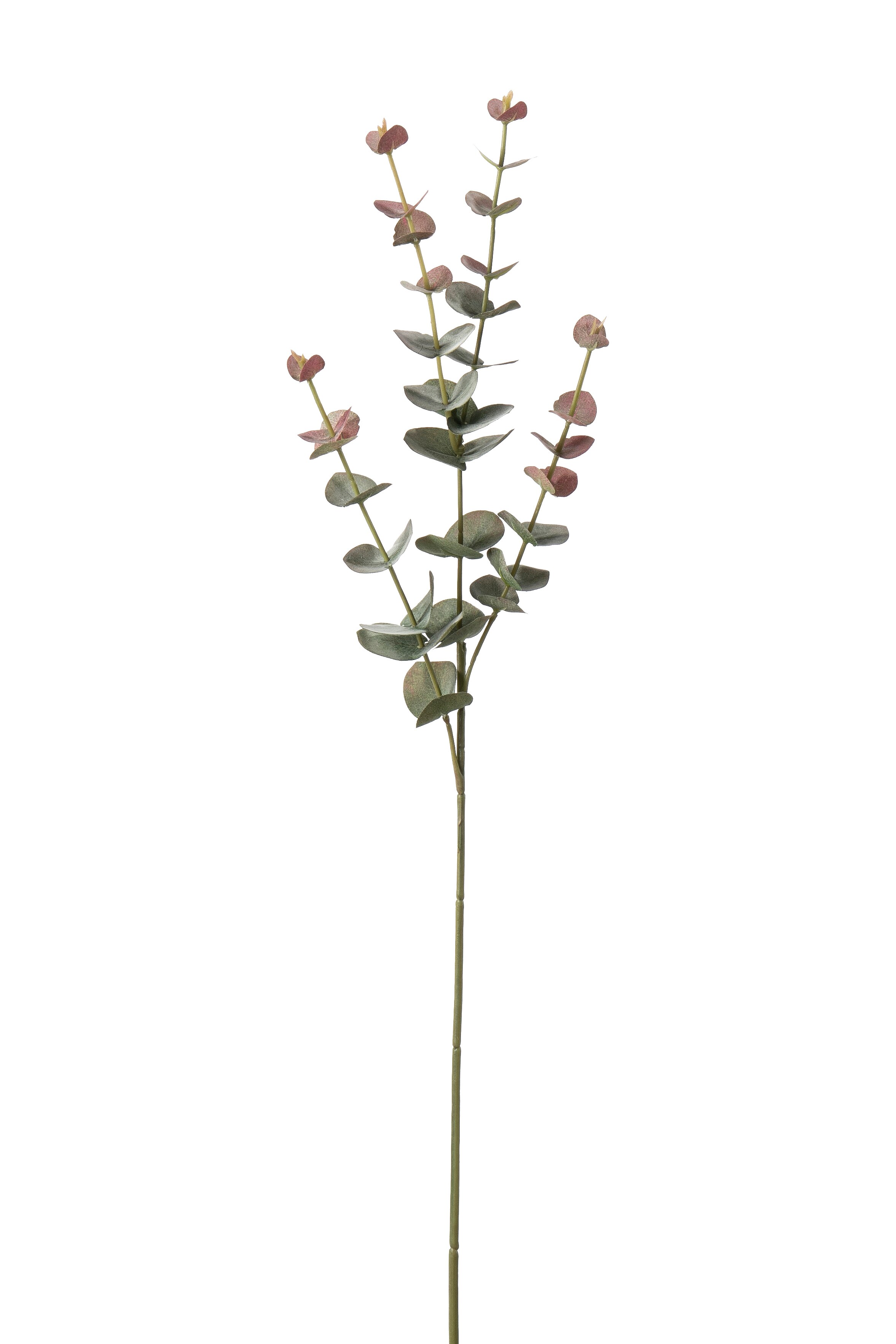 Eucalyptus