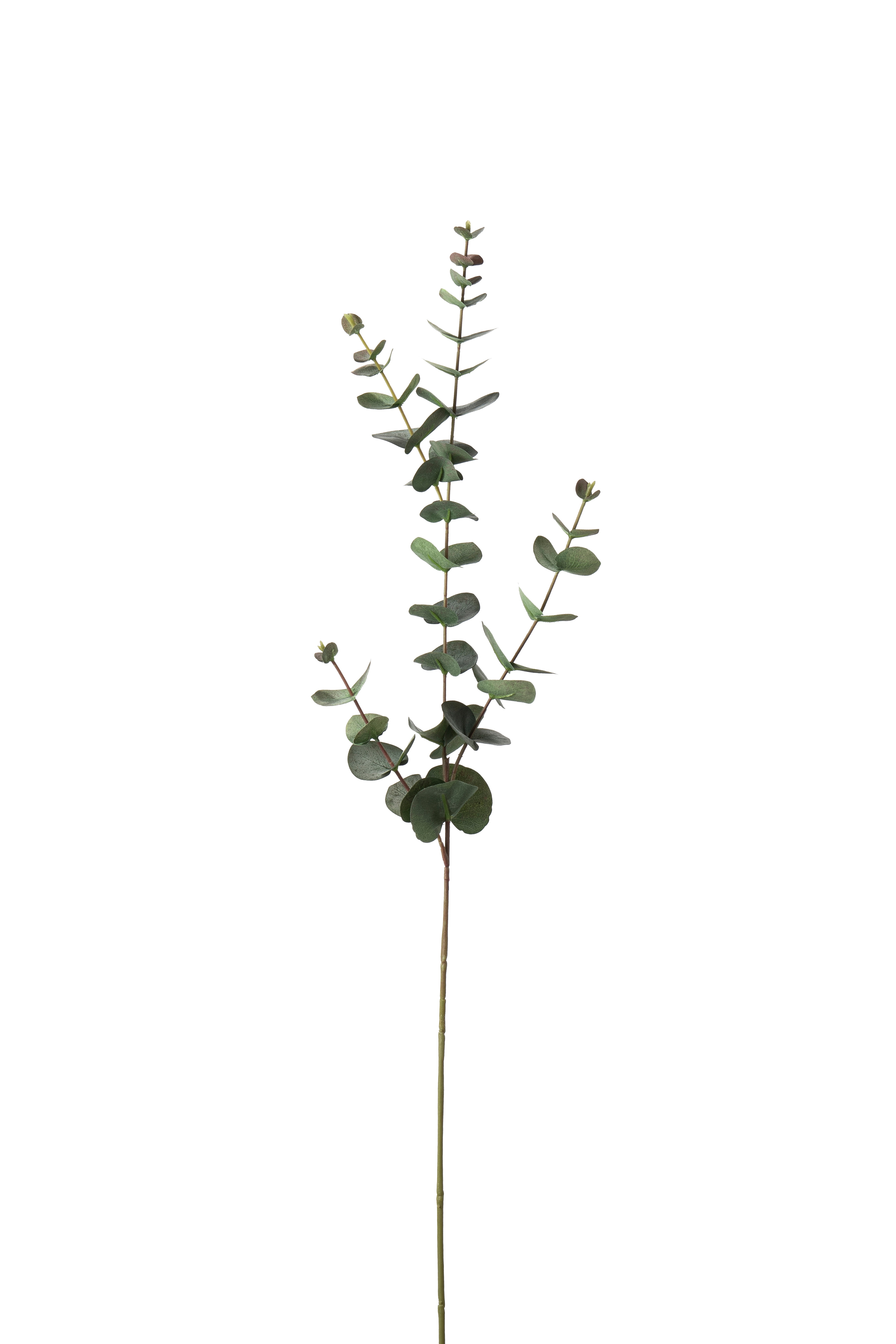 Eucalyptus