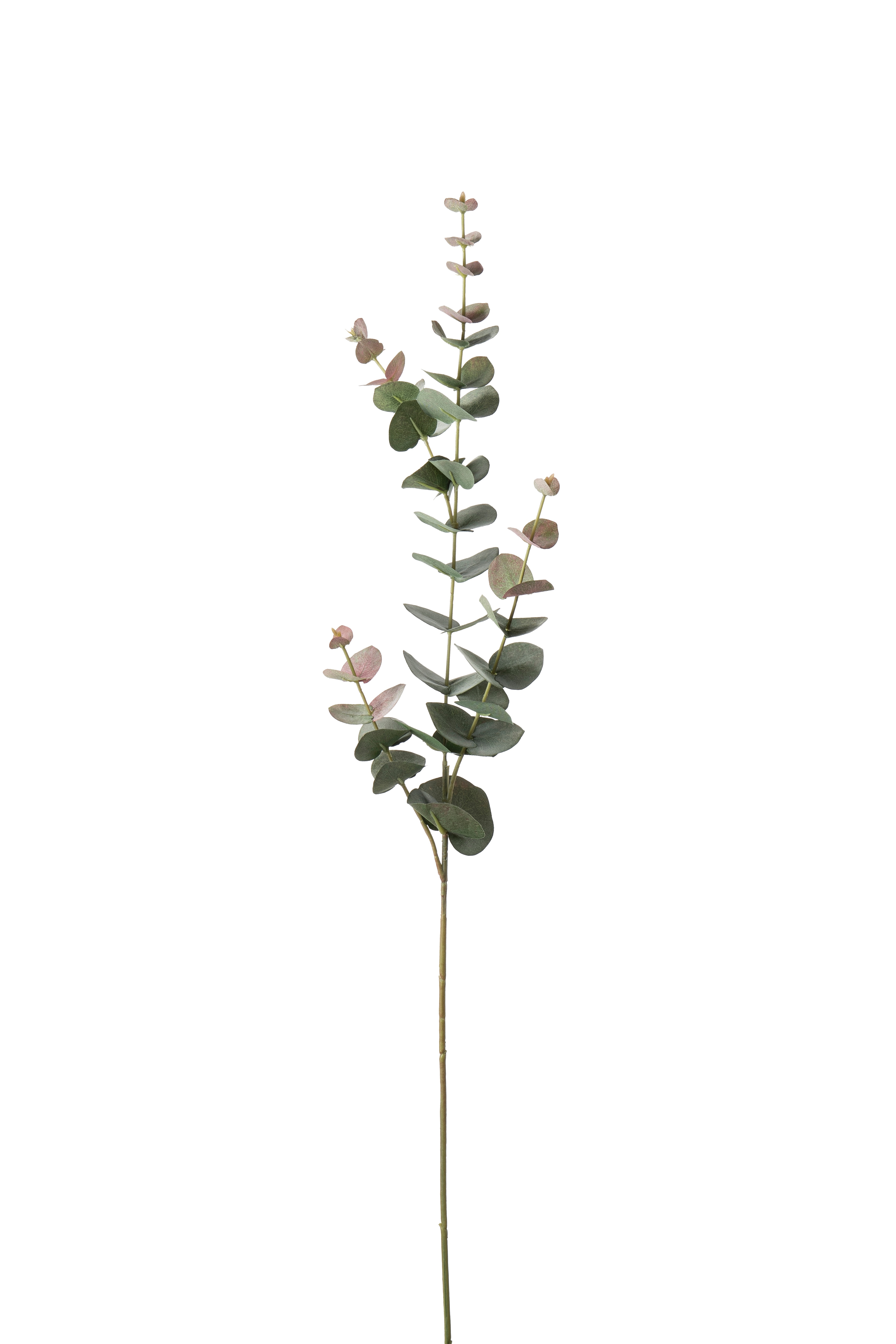 Eucalyptus
