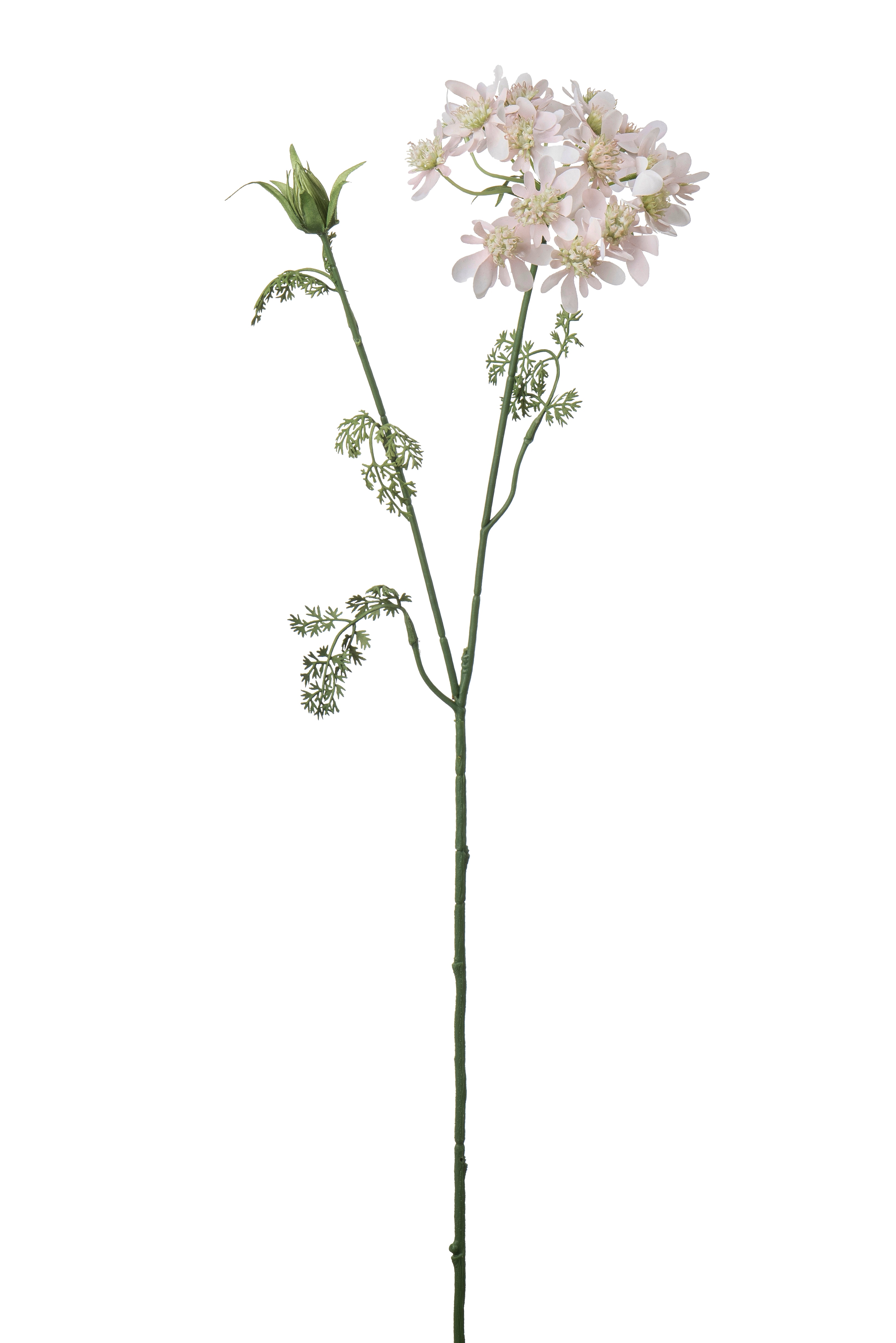 Blomsterkörvel