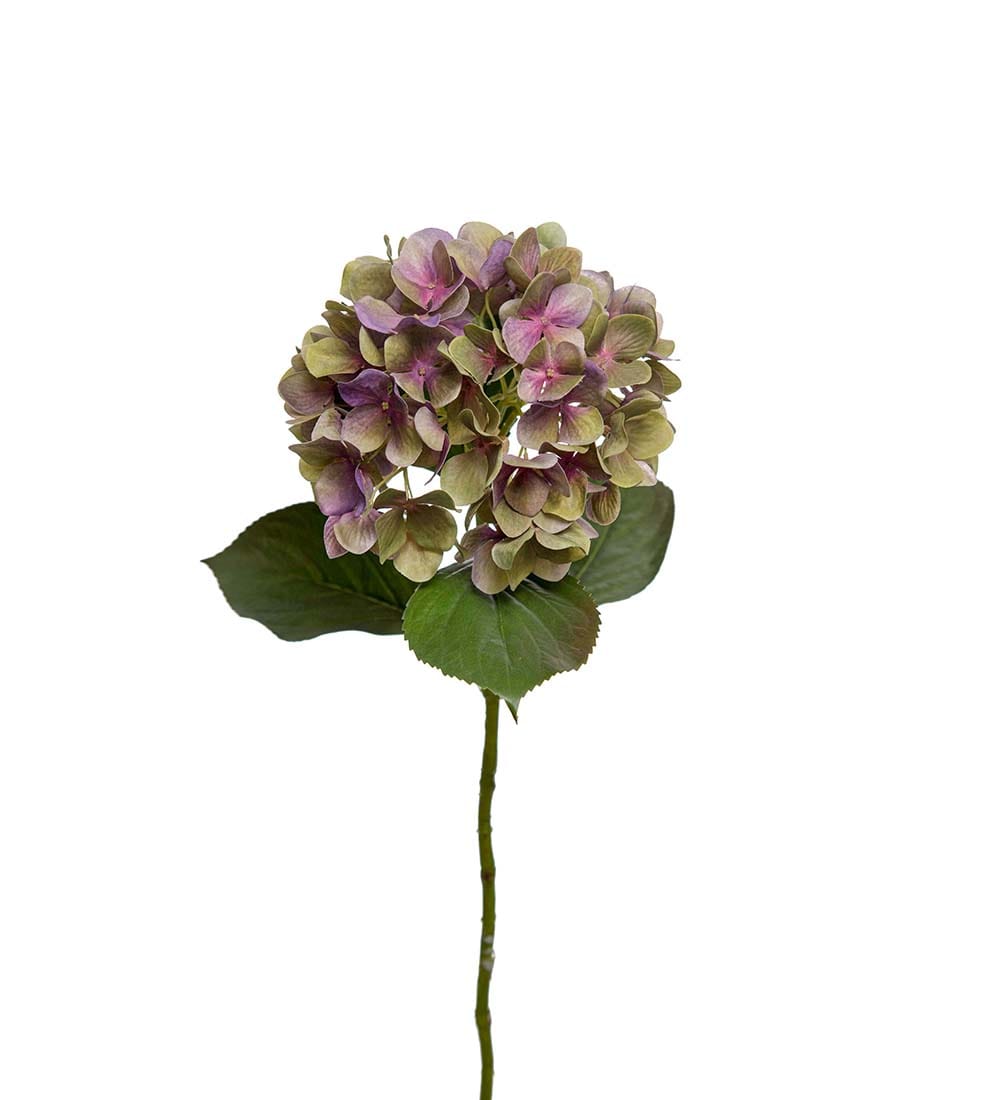 Hortensia