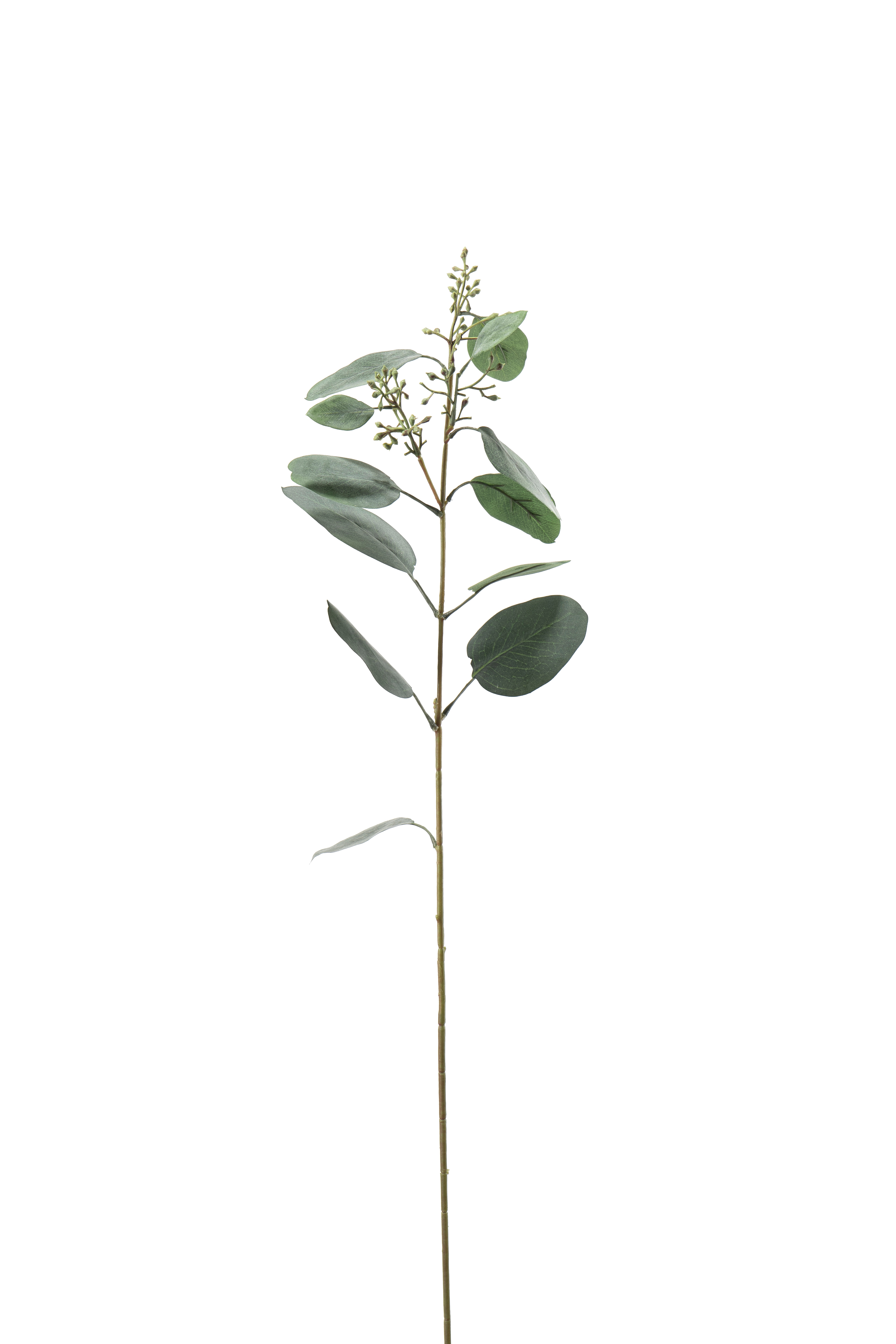 Eucalyptus