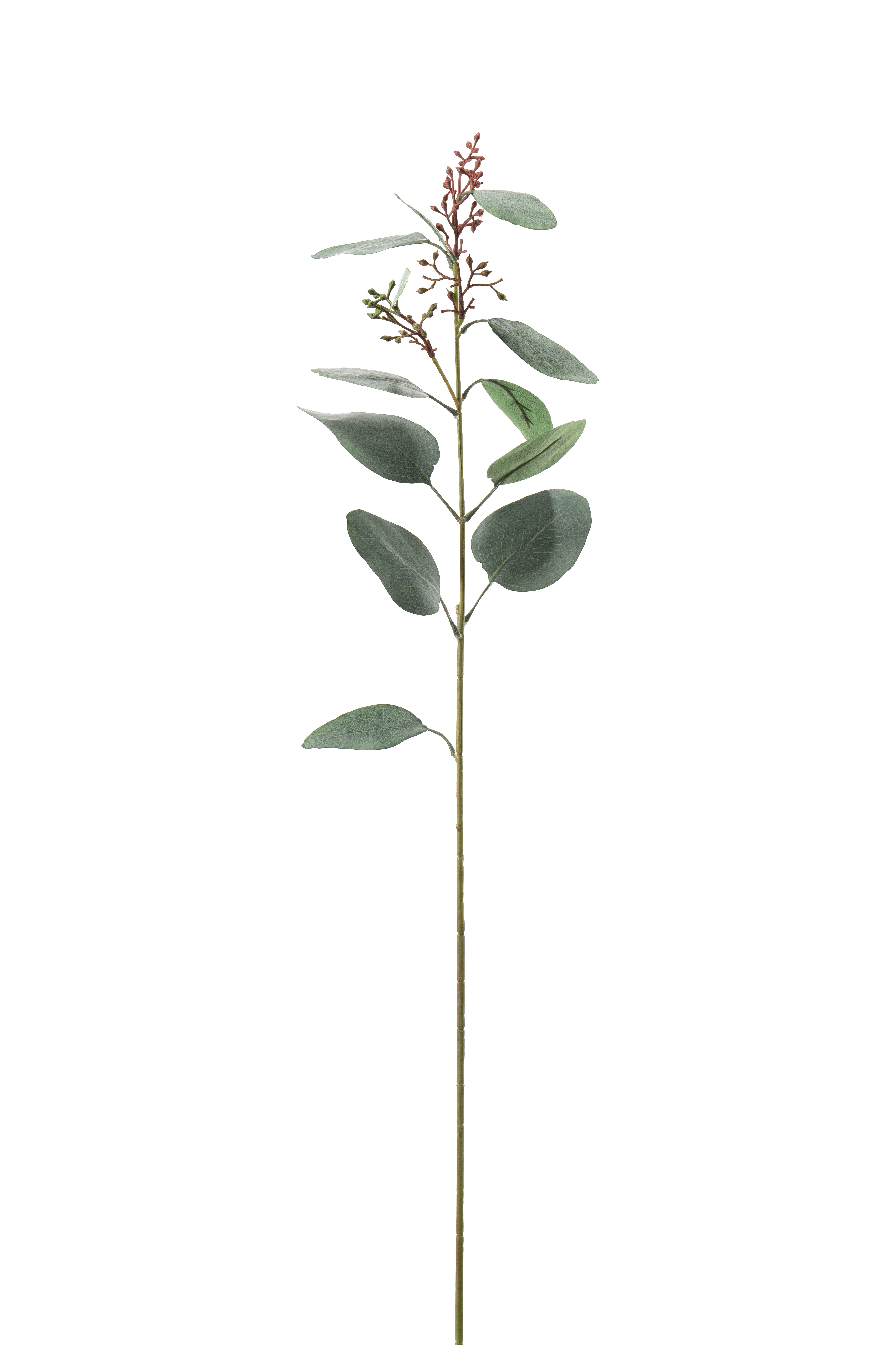 Eucalyptus