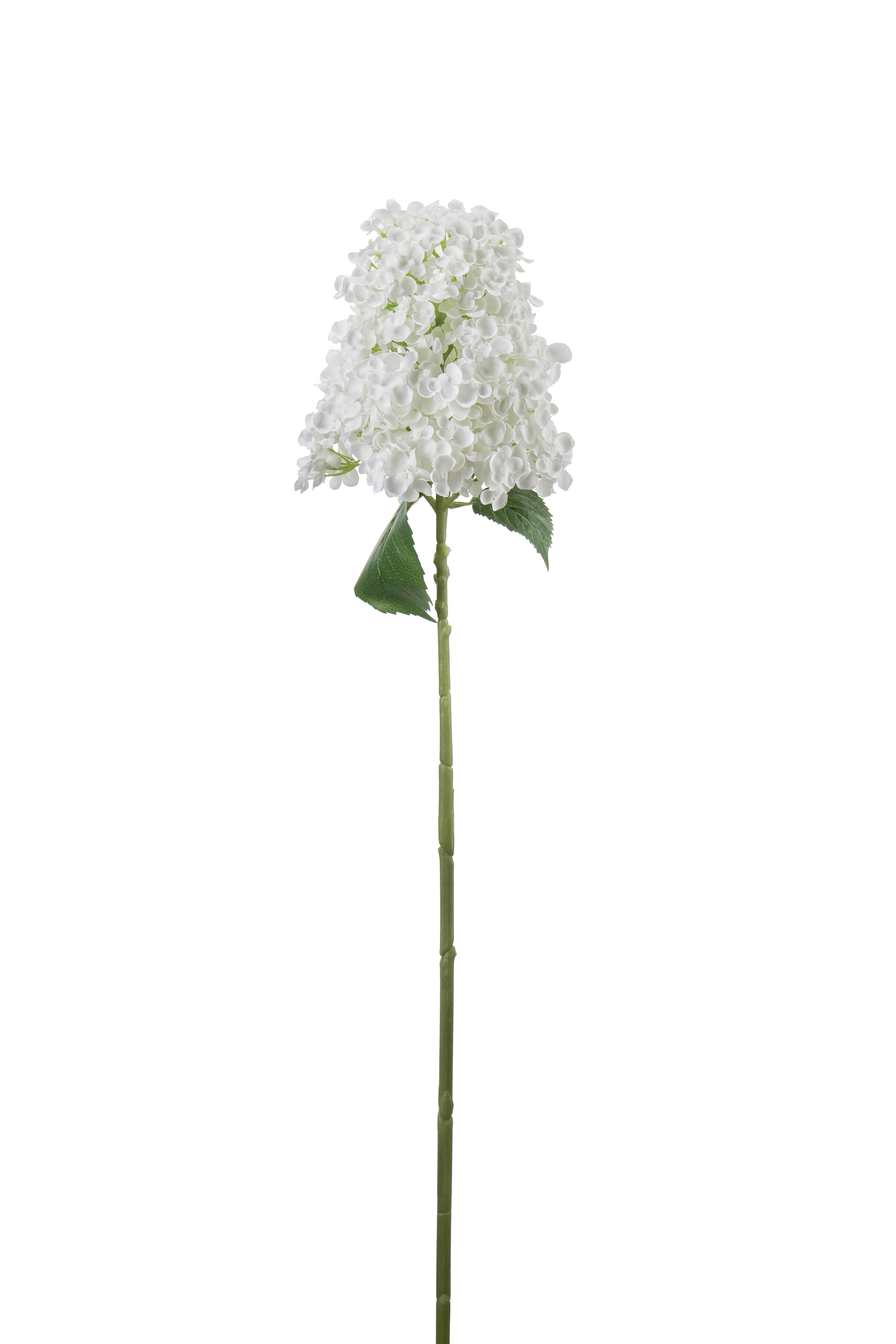 Syrénhortensia