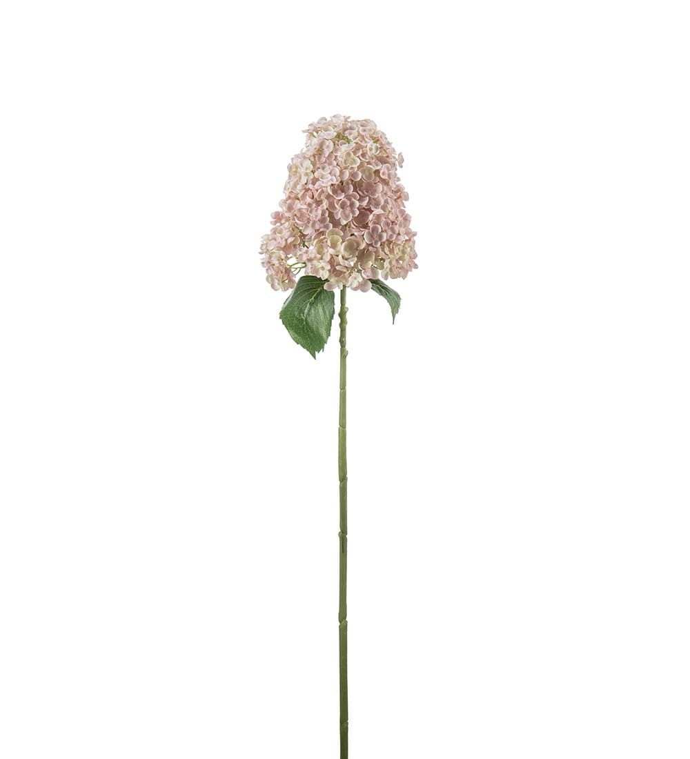 Syrénhortensia