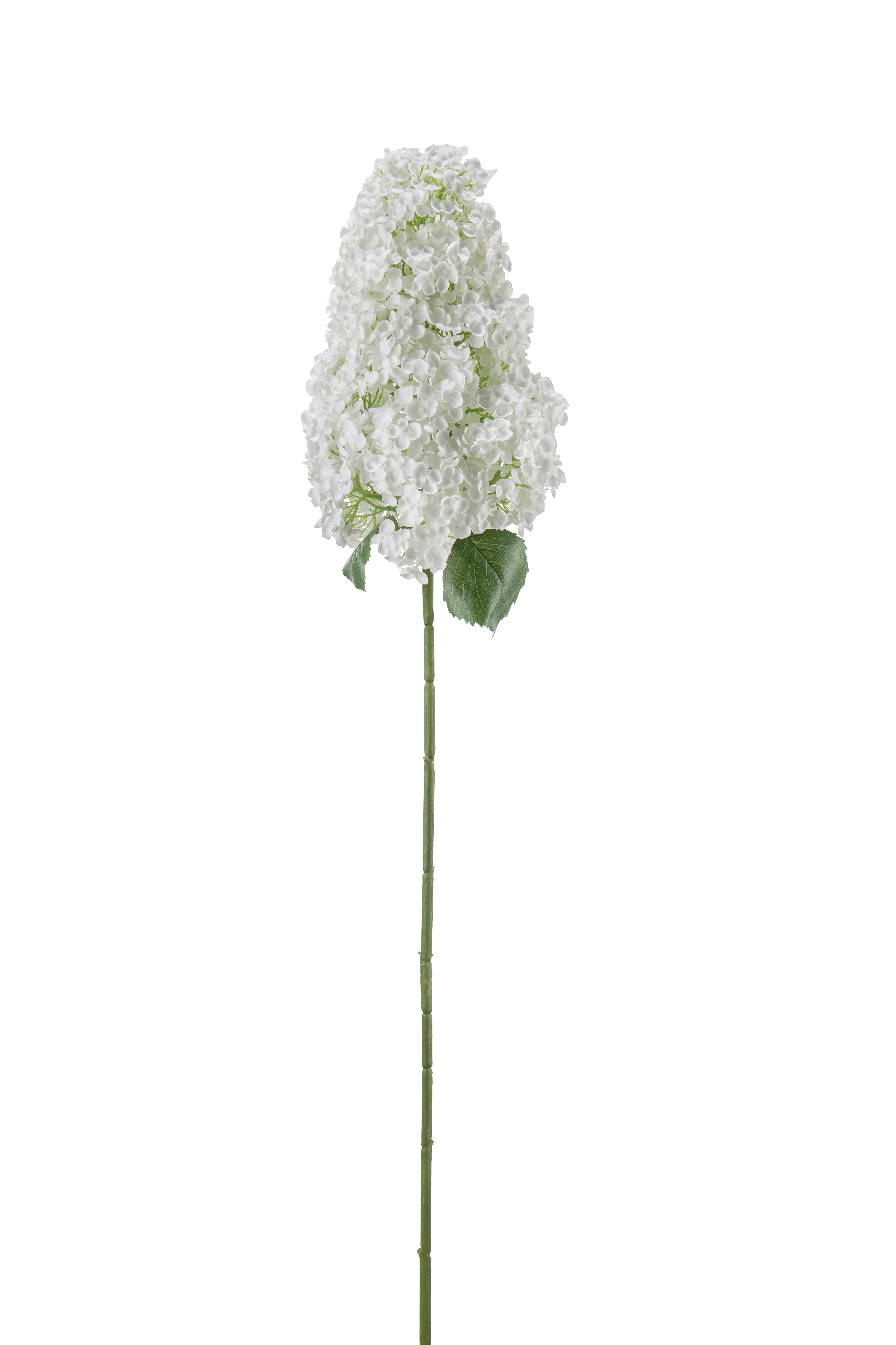Syrénhortensia