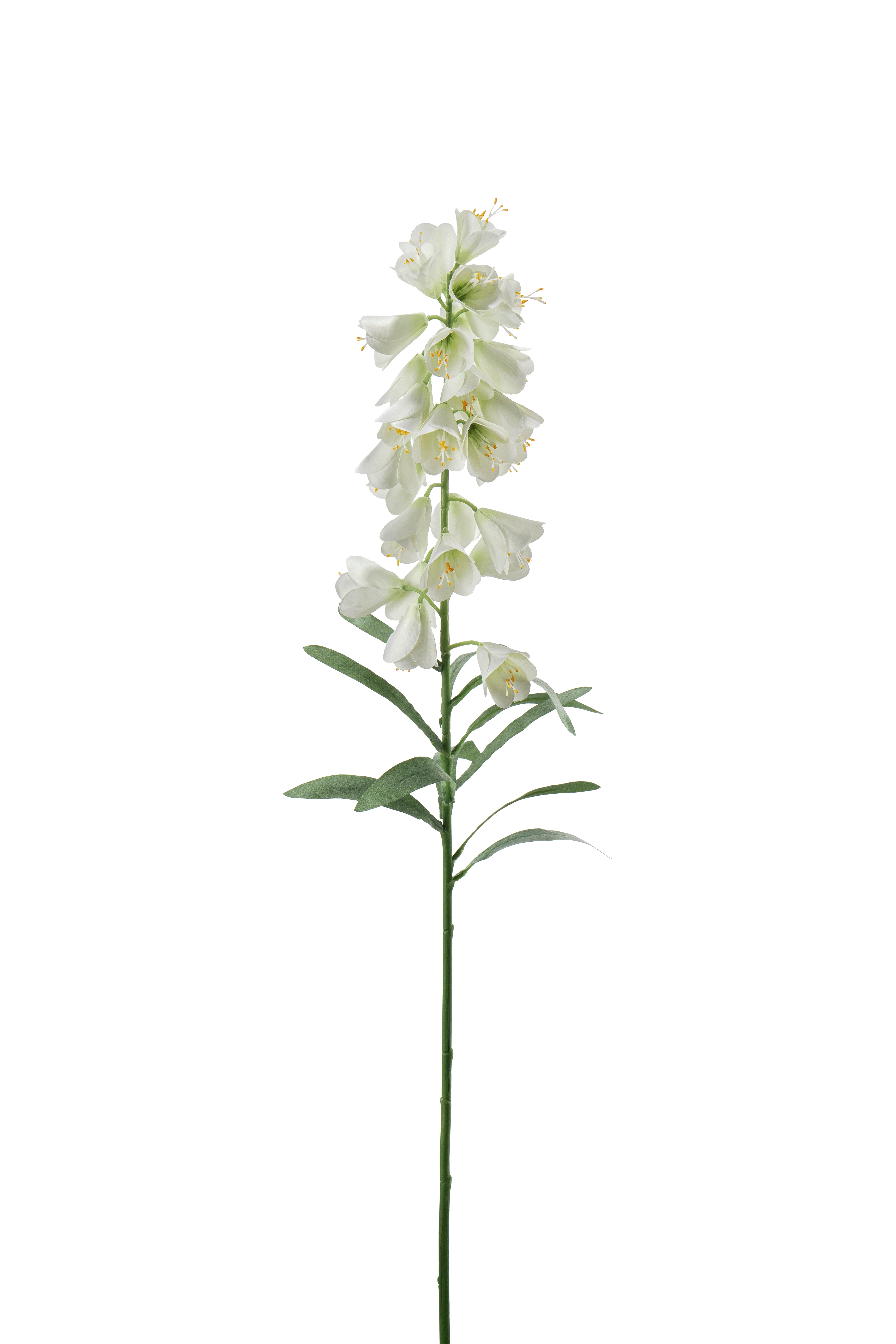 Frittilaria