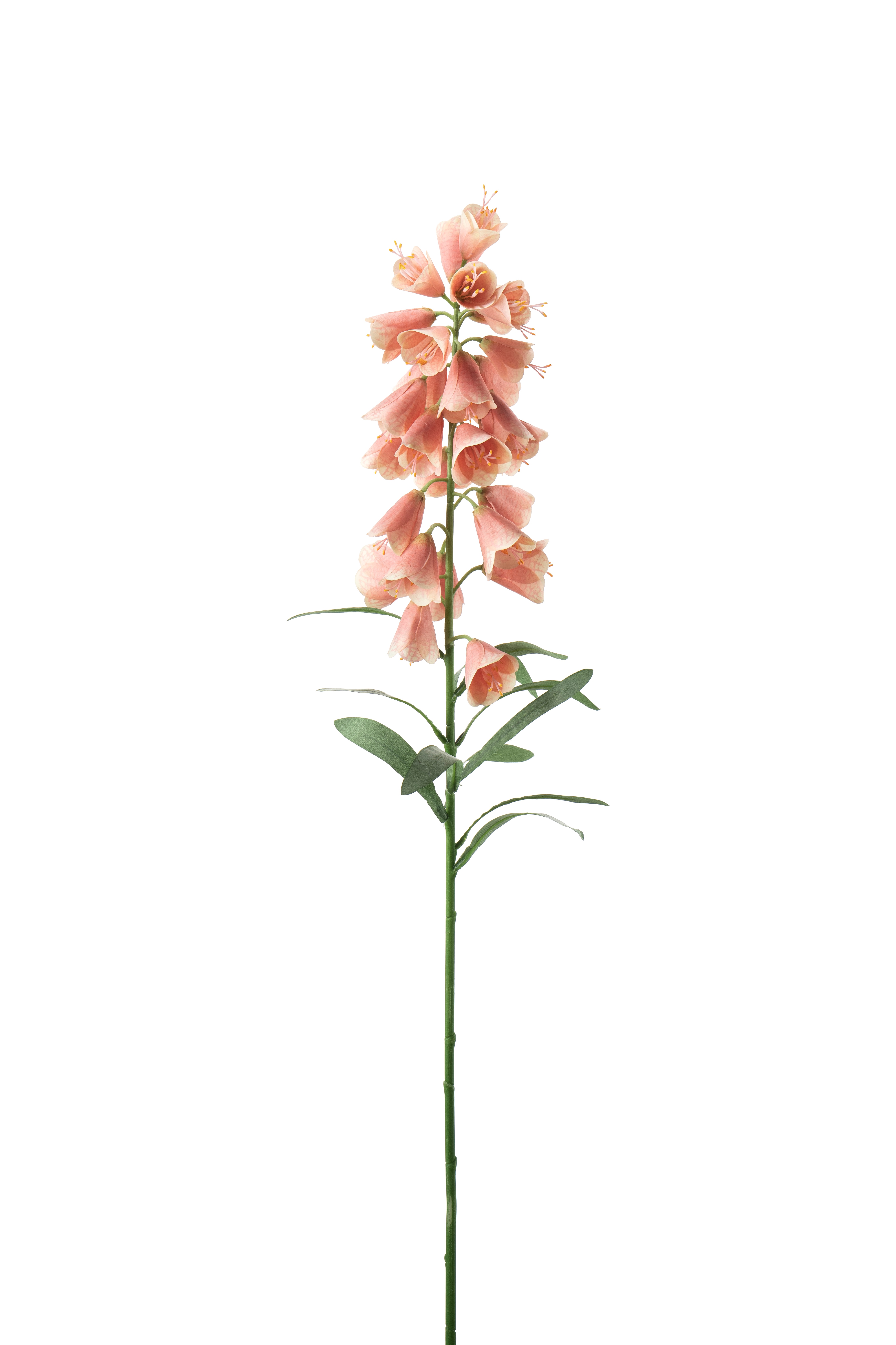 Frittilaria
