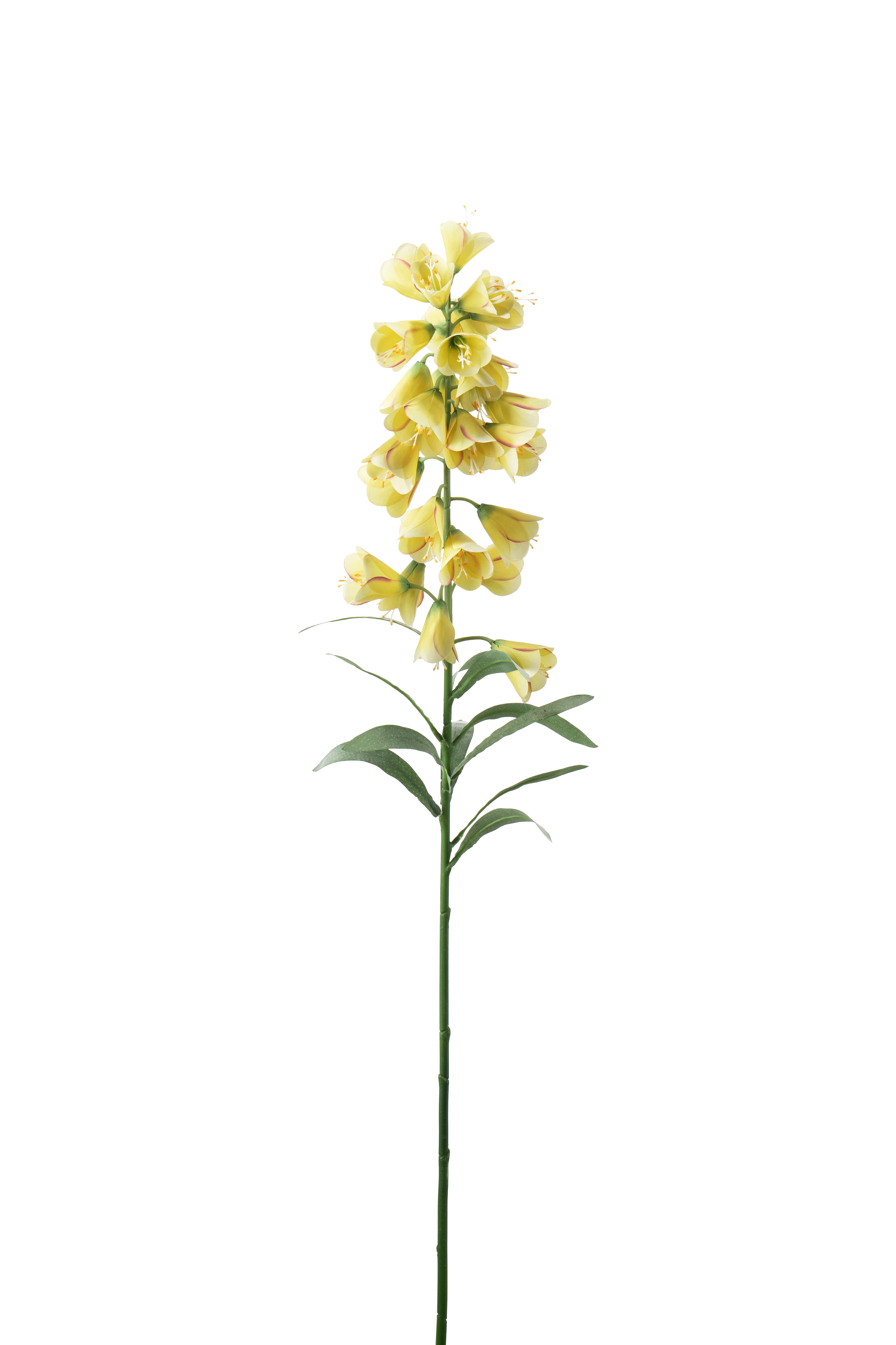 Frittilaria