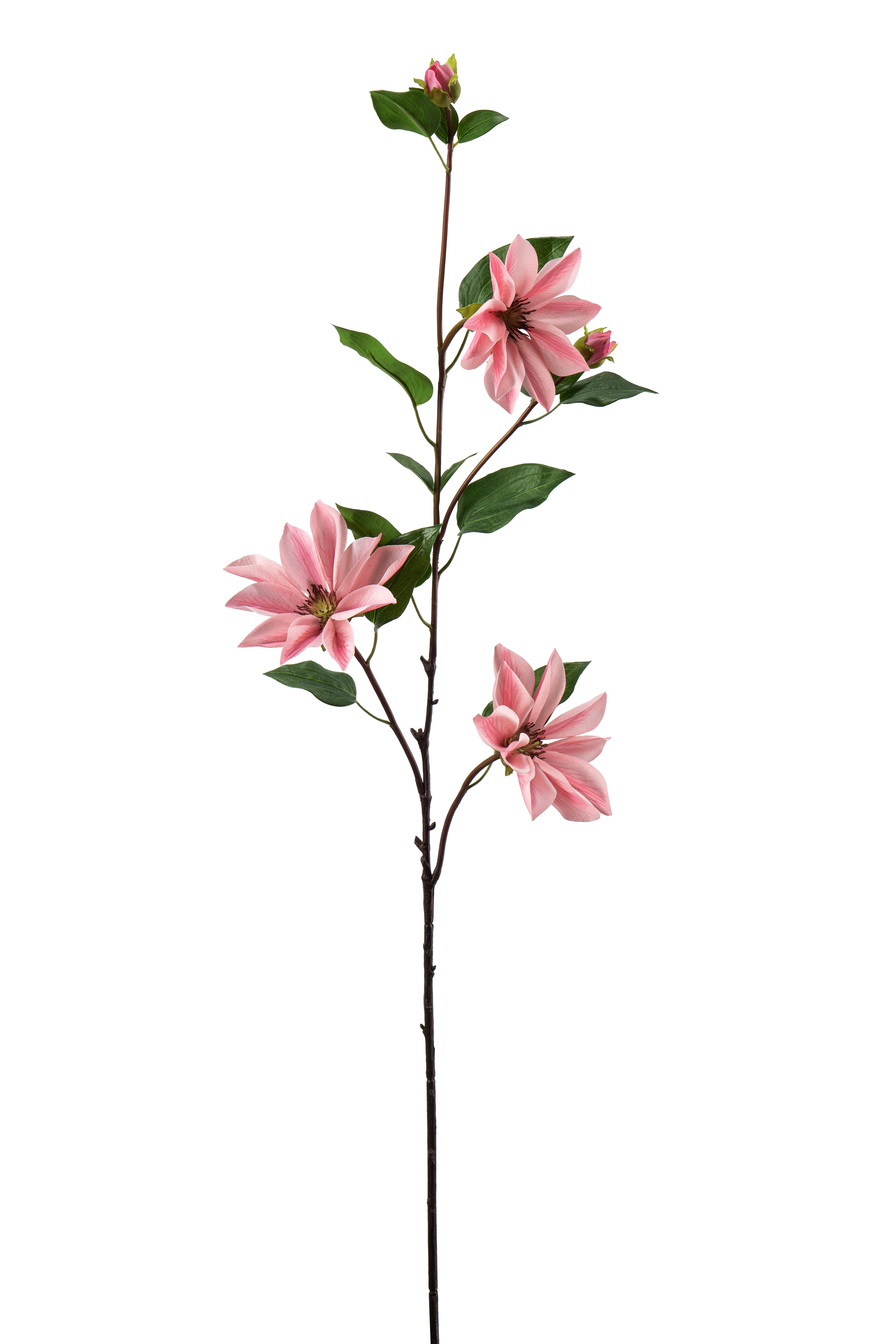 Clematis