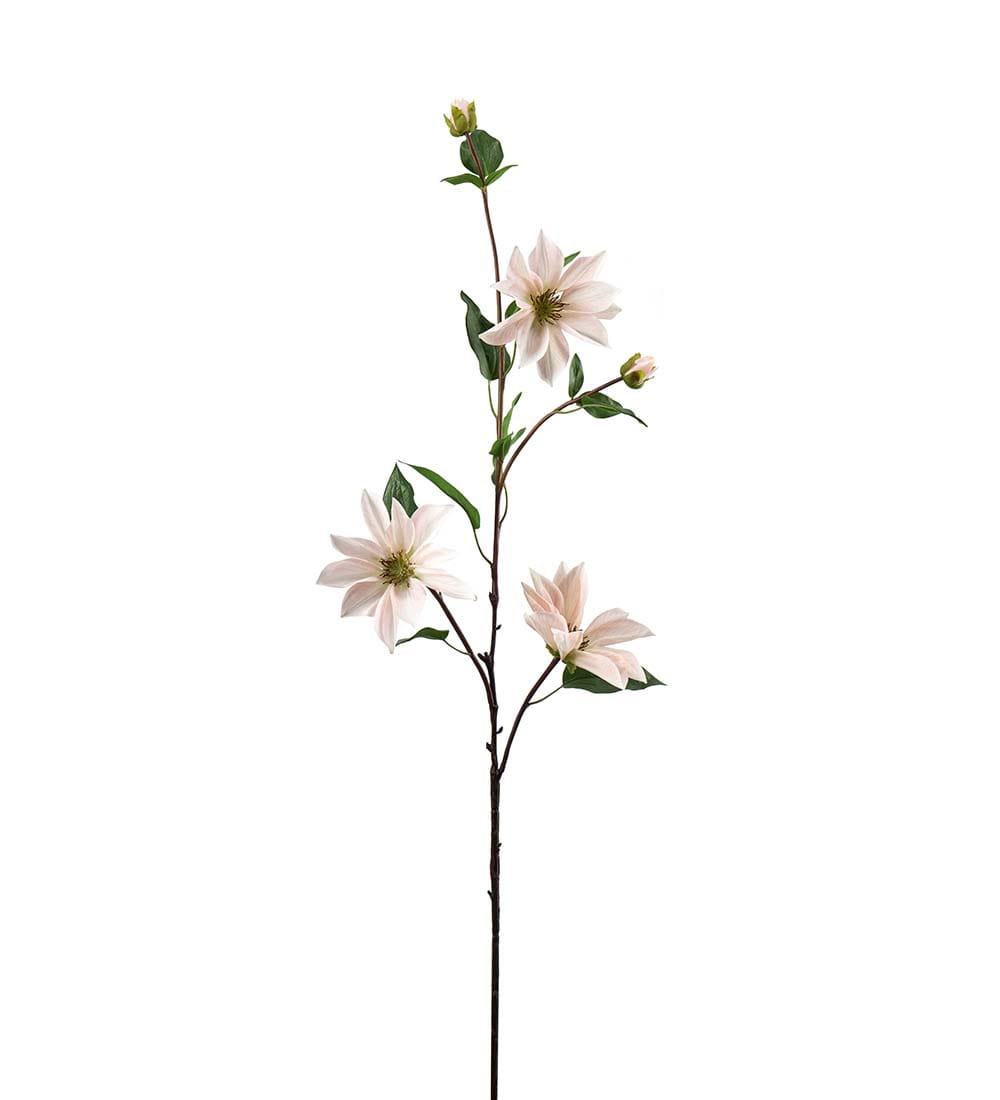 Clematis