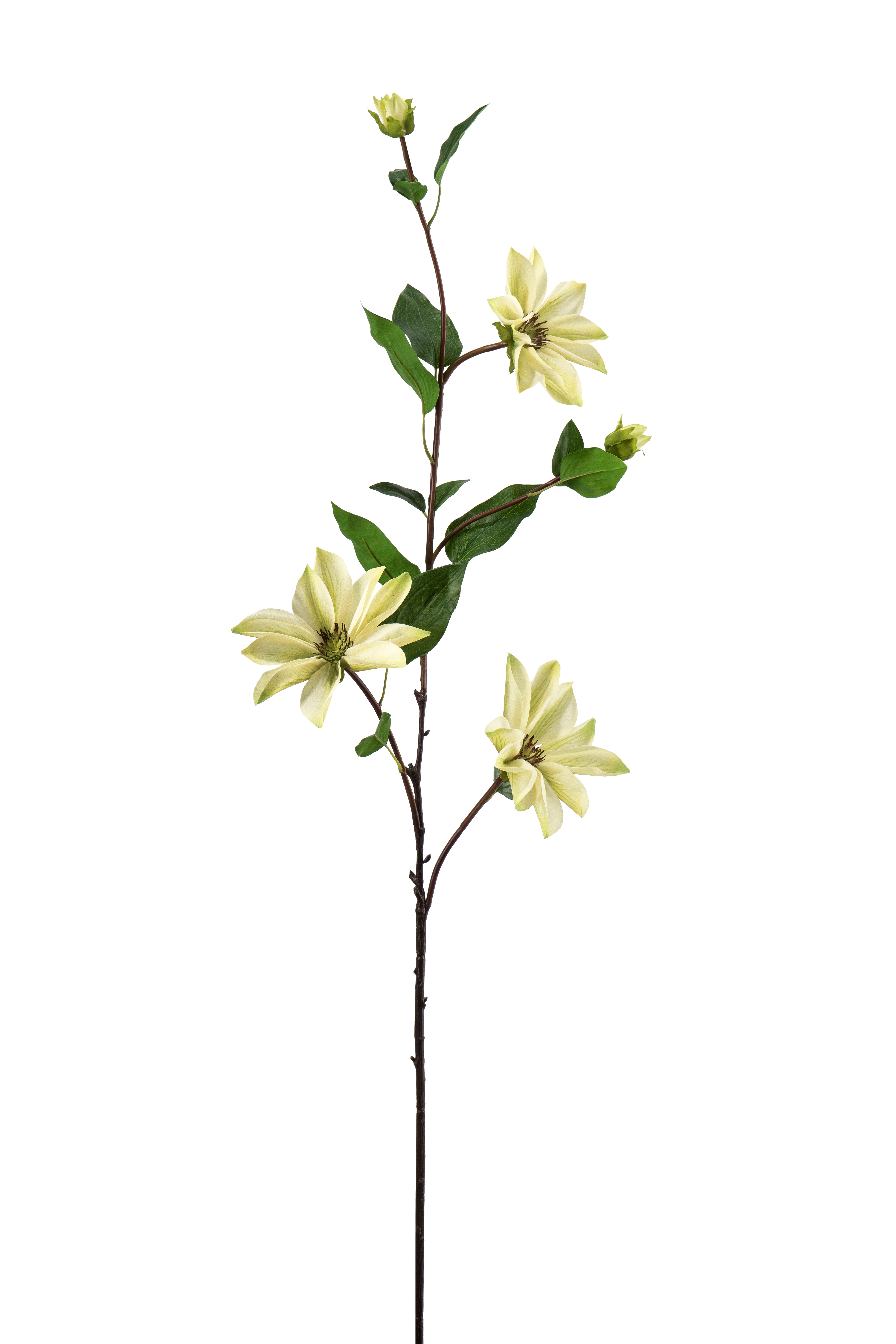 Clematis