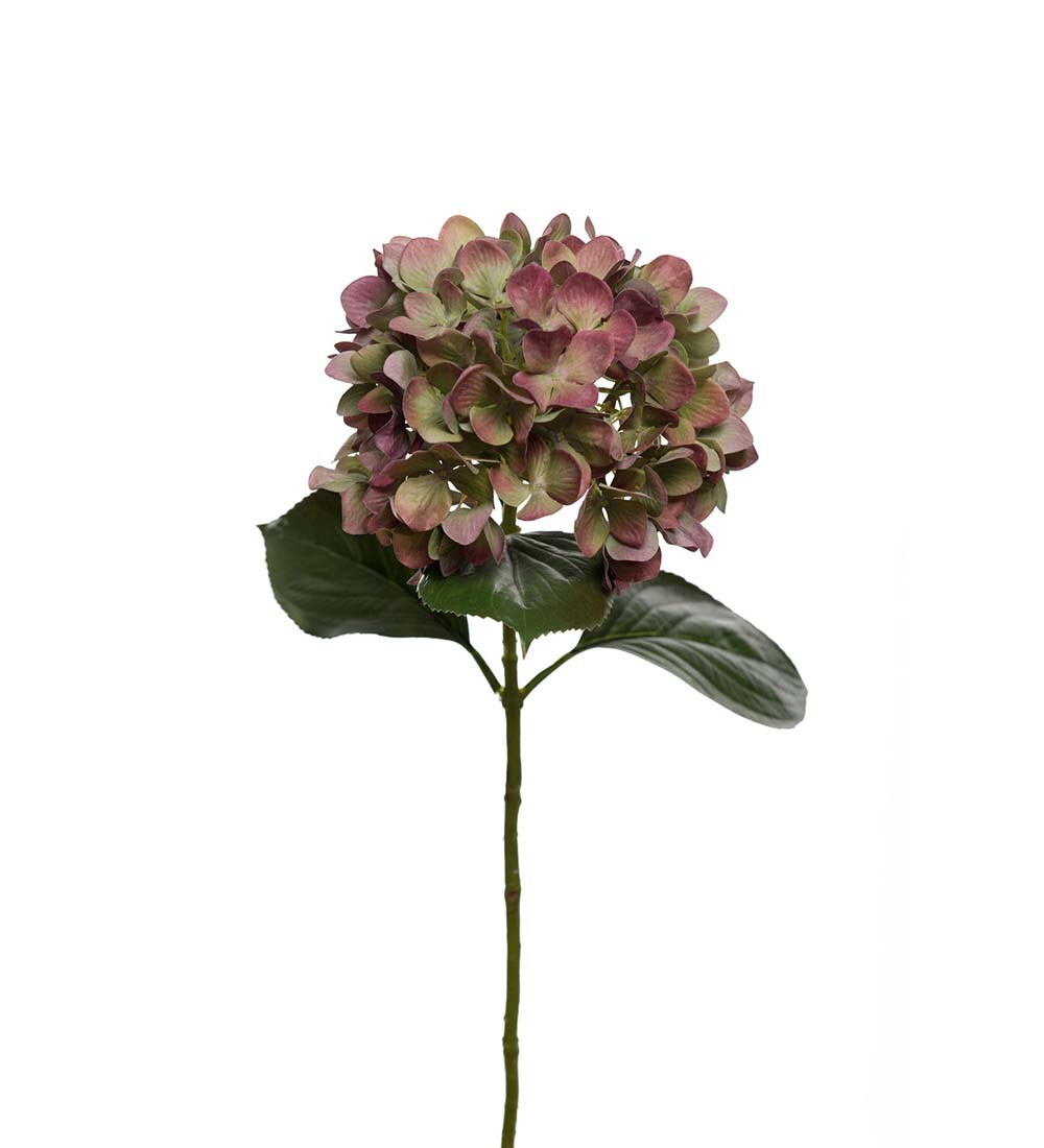 Hortensia