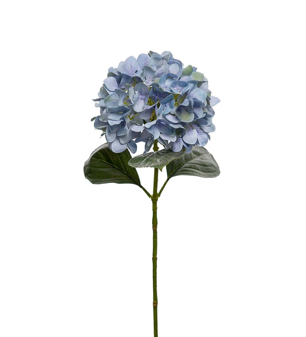 Hortensia