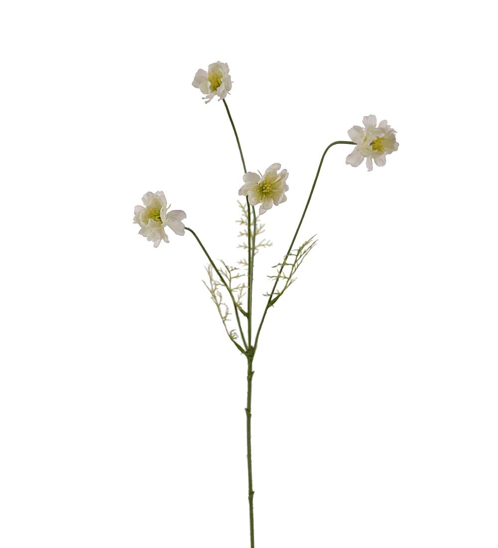 Cosmos