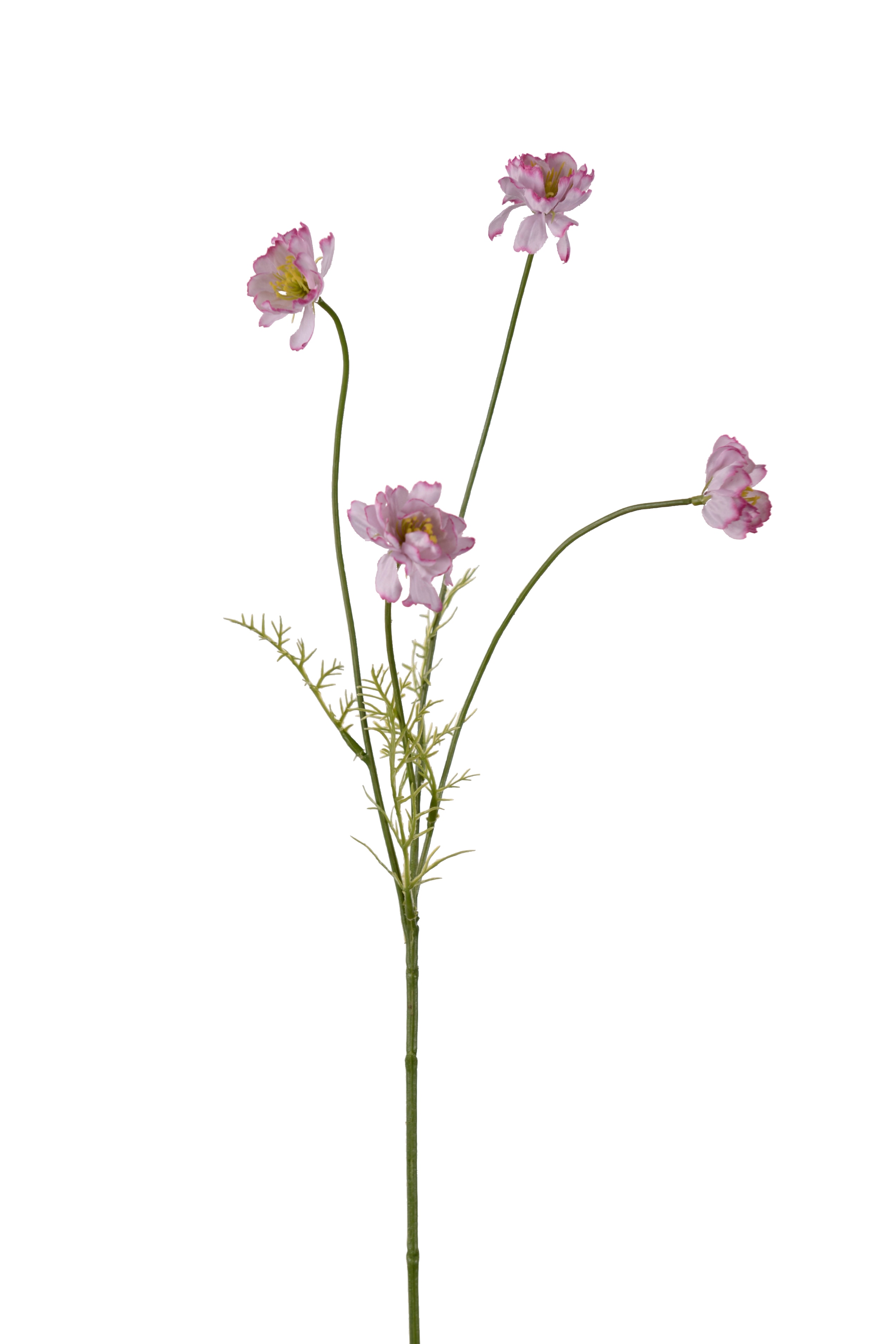 Cosmos