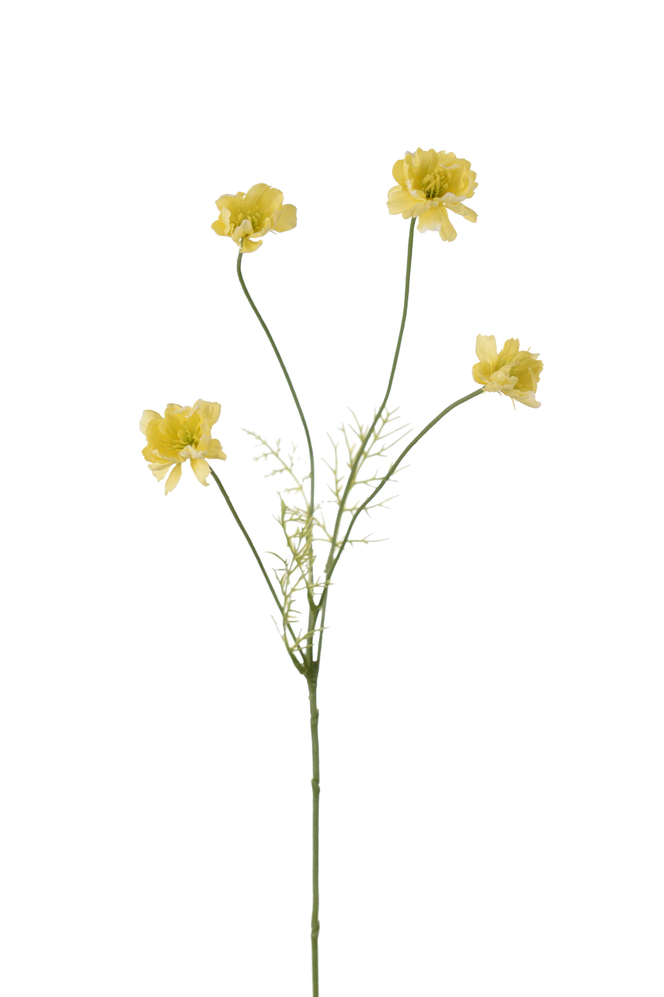 Cosmos