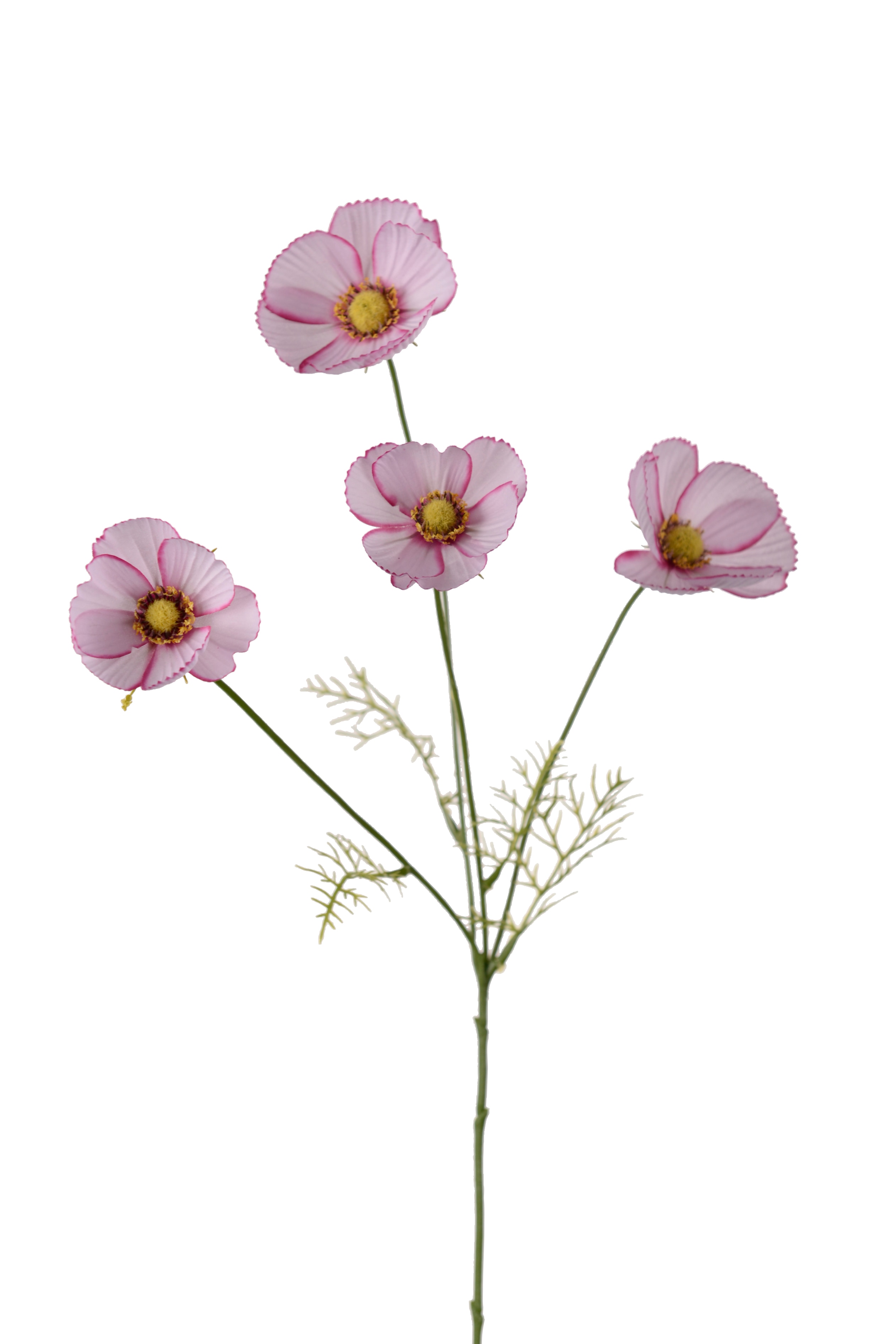 Rosenskära