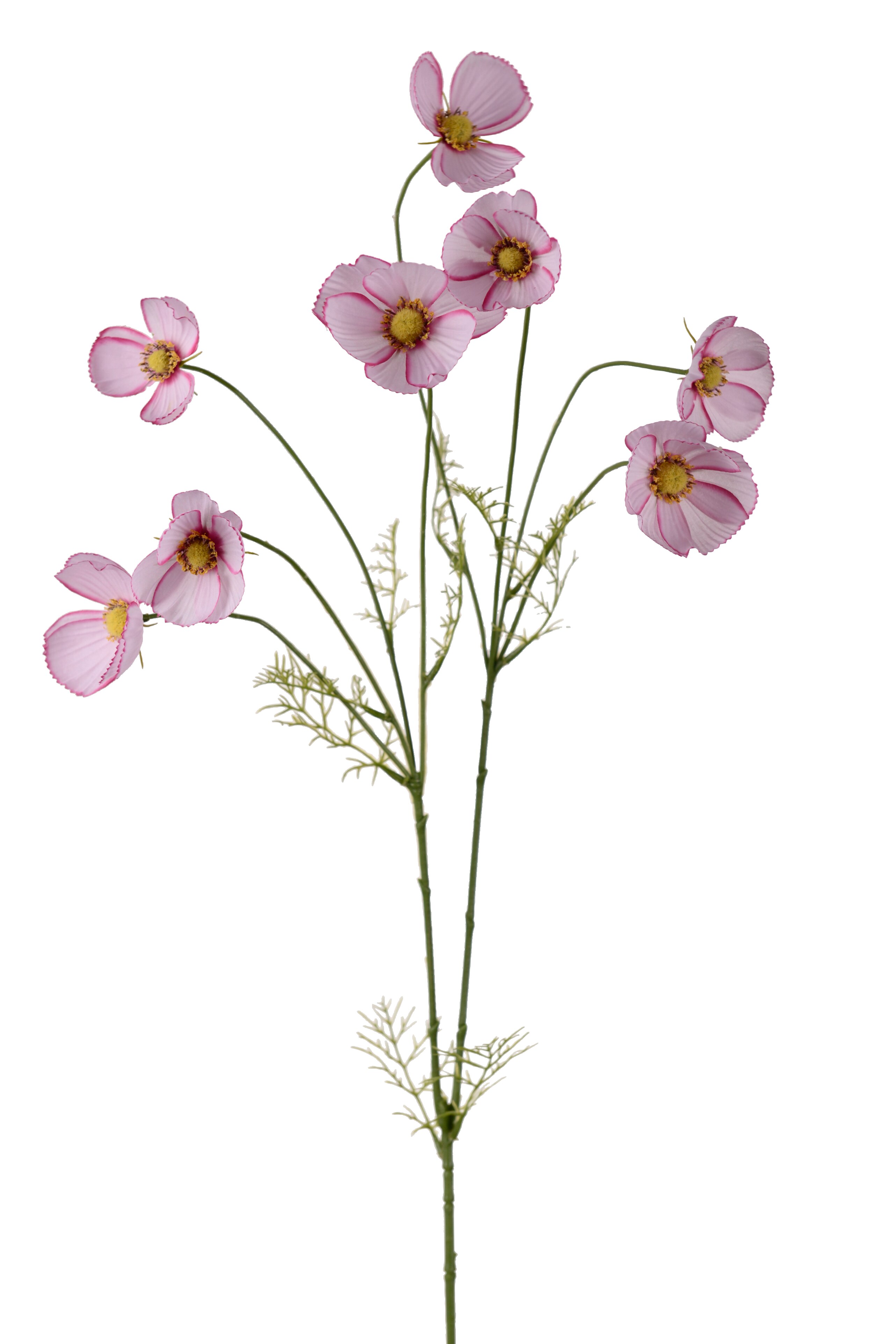 Rosenskära